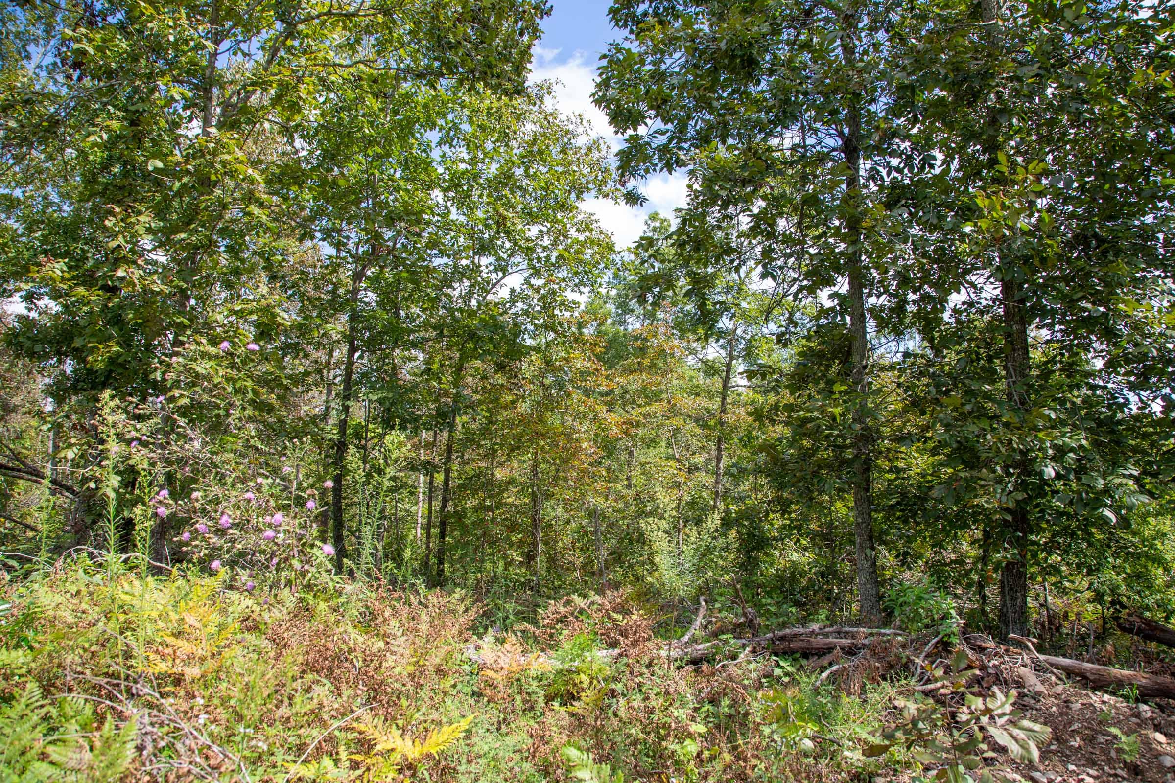 Borgmann’s Hollow Phase II Tract 51 photo 10