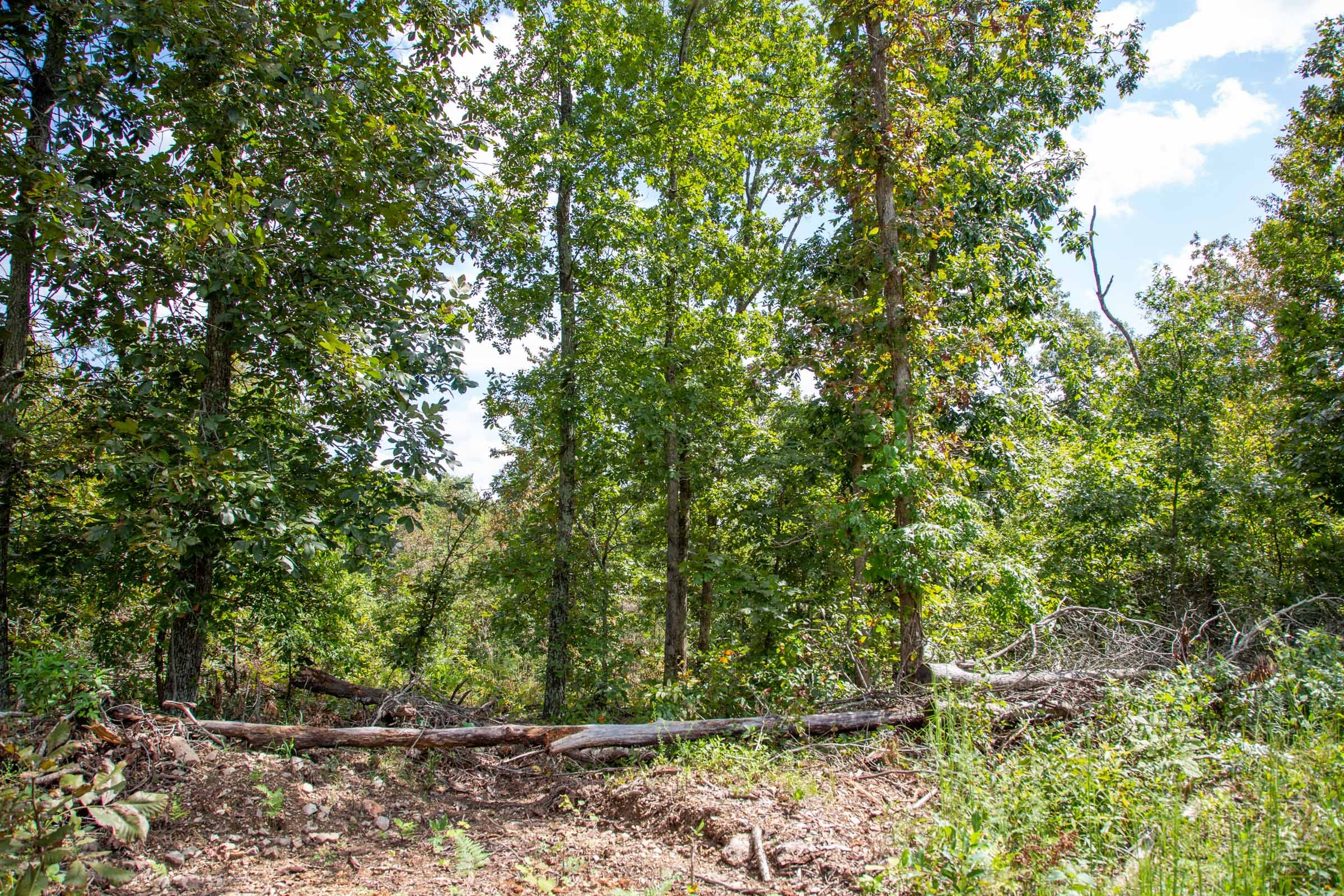 Borgmann’s Hollow Phase II Tract 51 photo 11