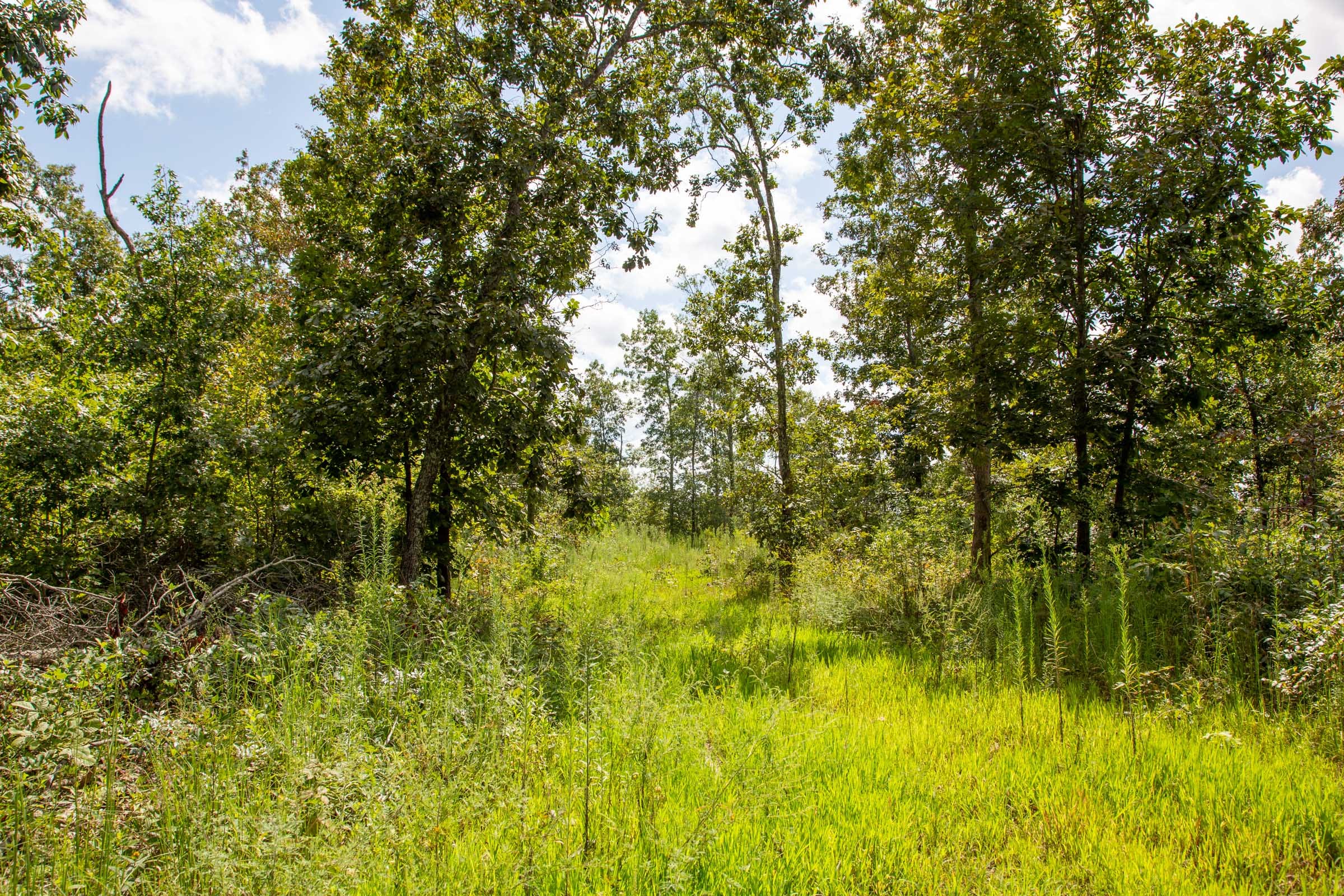 Borgmann’s Hollow Phase II Tract 51 photo 12