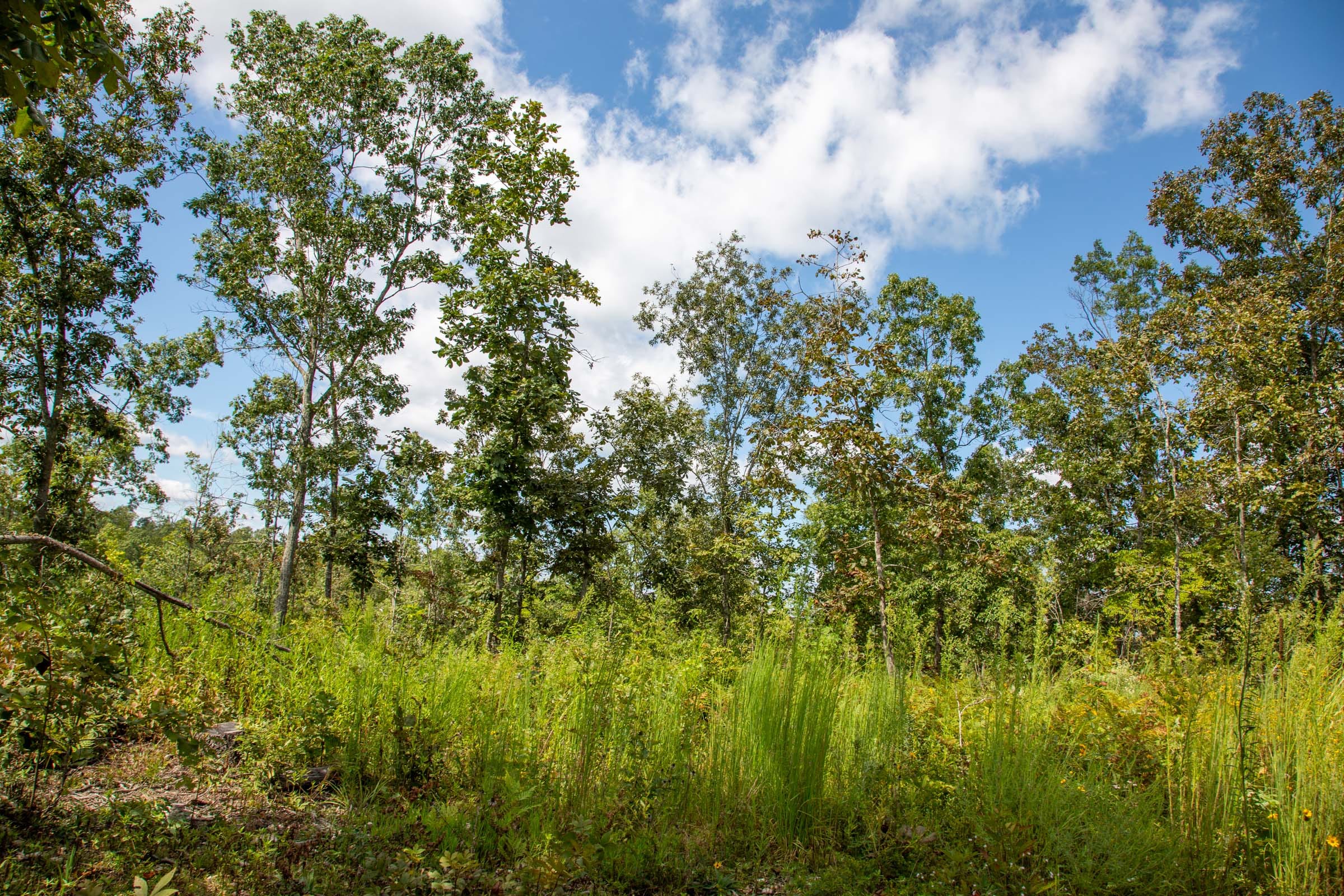 Borgmann’s Hollow Phase II Tract 51 photo 13