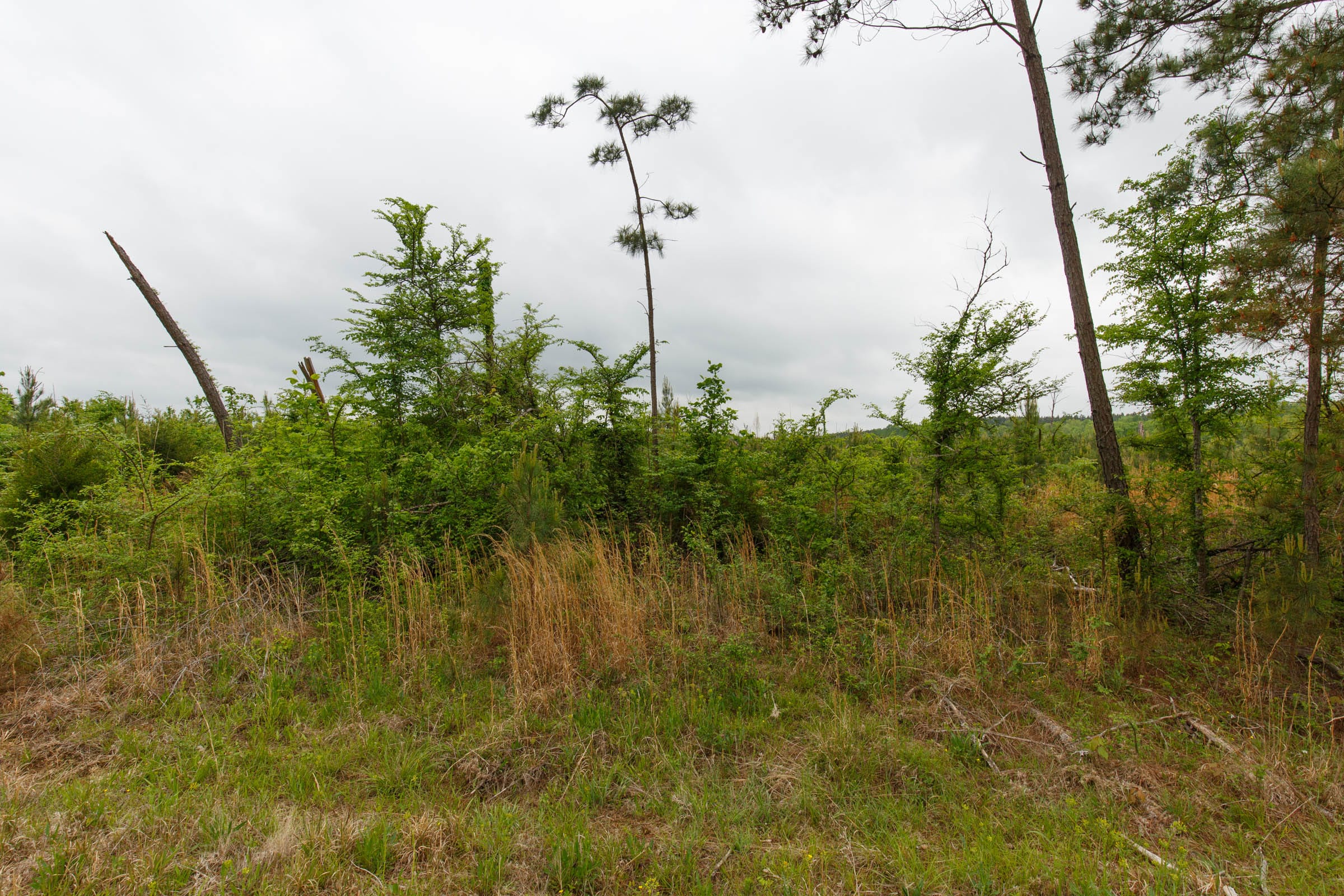 Red Barn Ranch Tract 16 photo 2