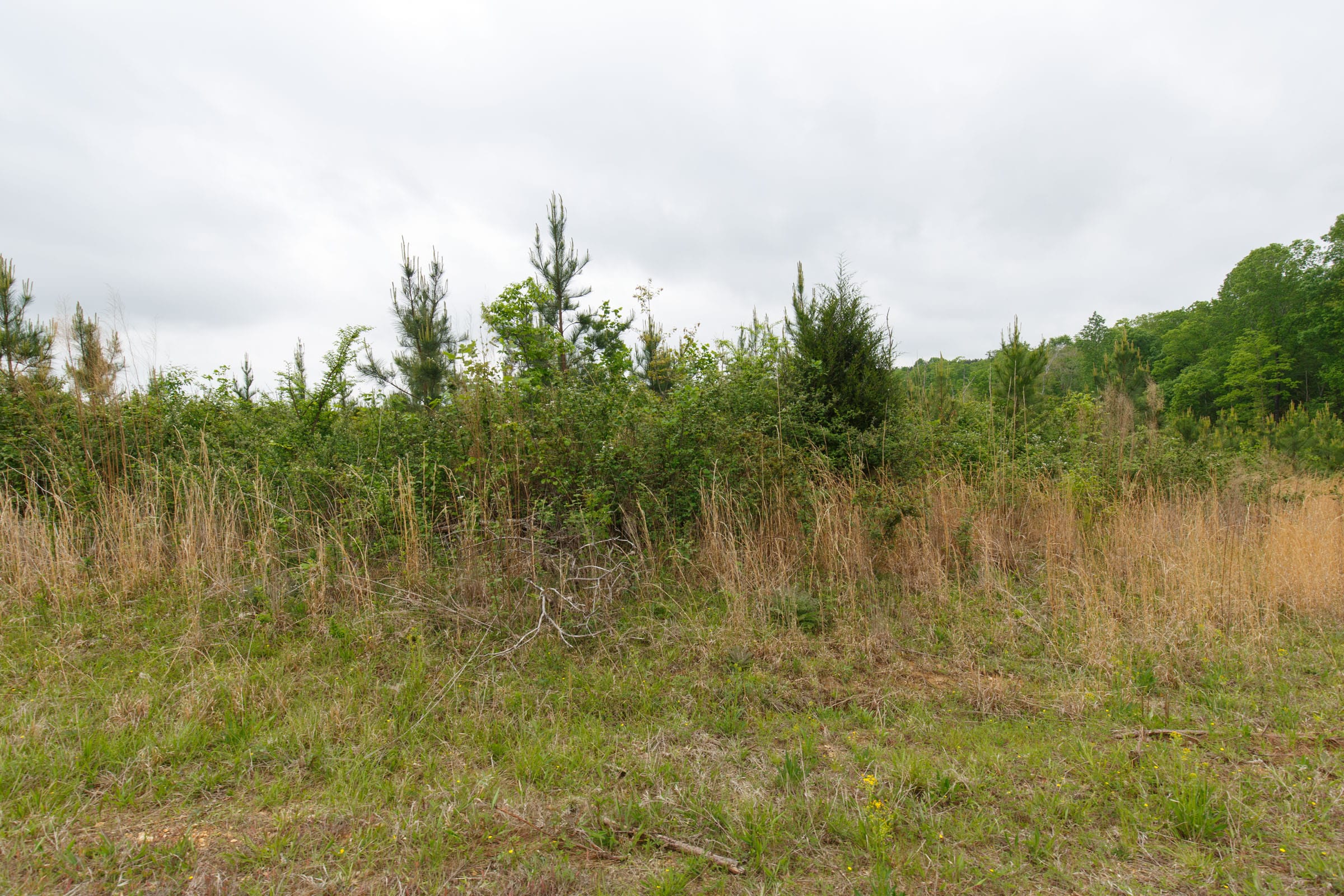 Red Barn Ranch Tract 16 photo 3