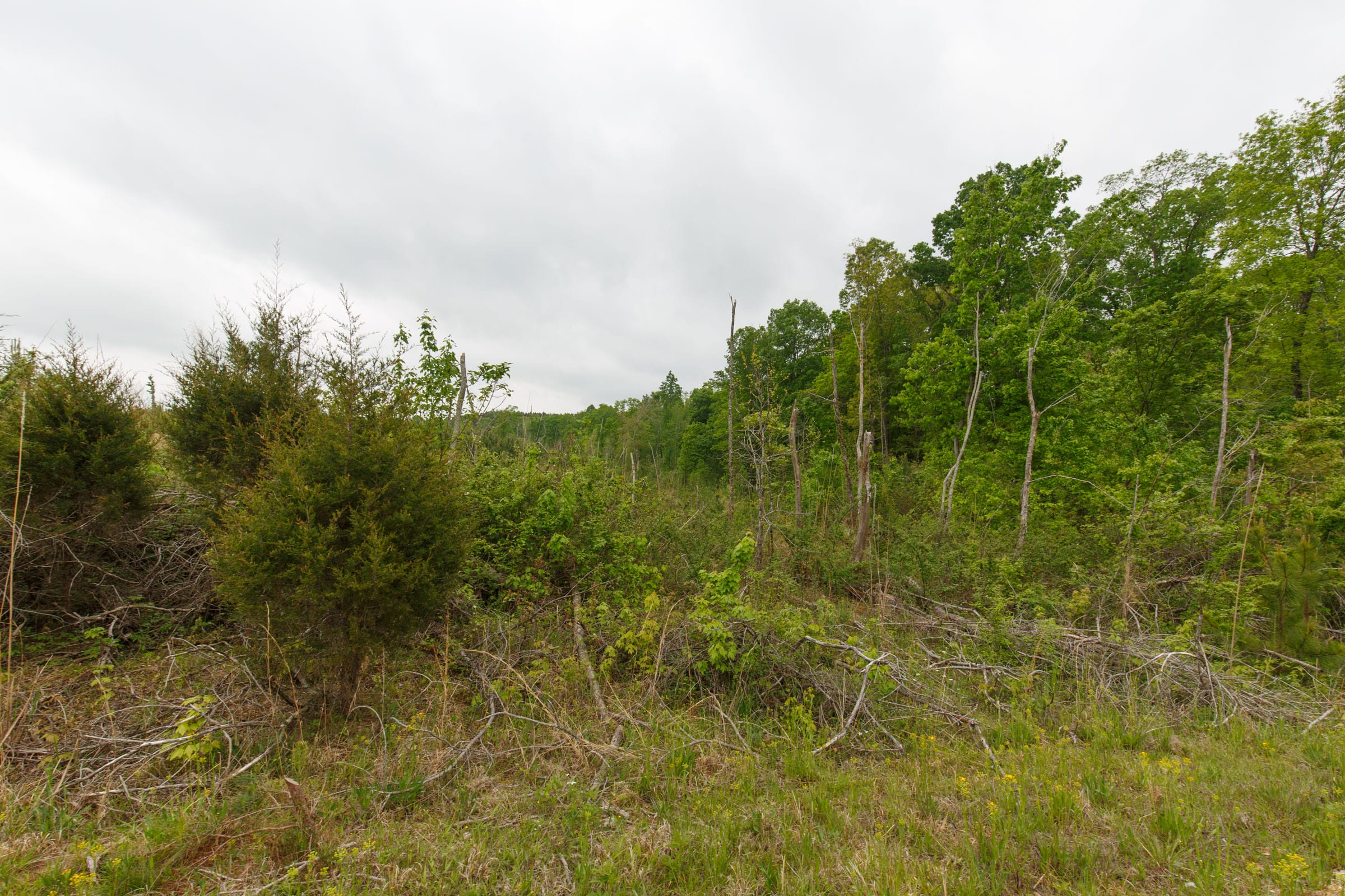 Red Barn Ranch Tract 16 photo 6