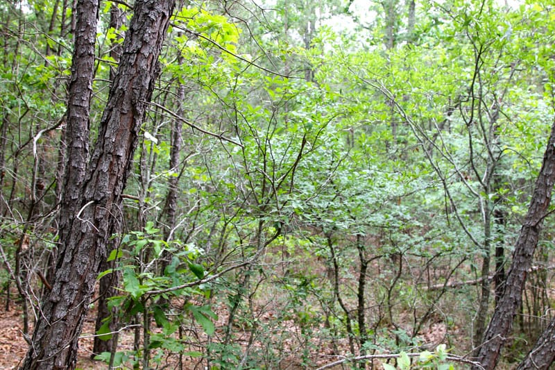 Trophy Ridge Phase II Tract 73 photo 2