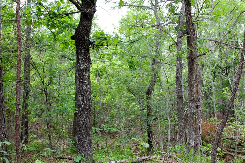 Trophy Ridge Phase II Tract 73 photo 6