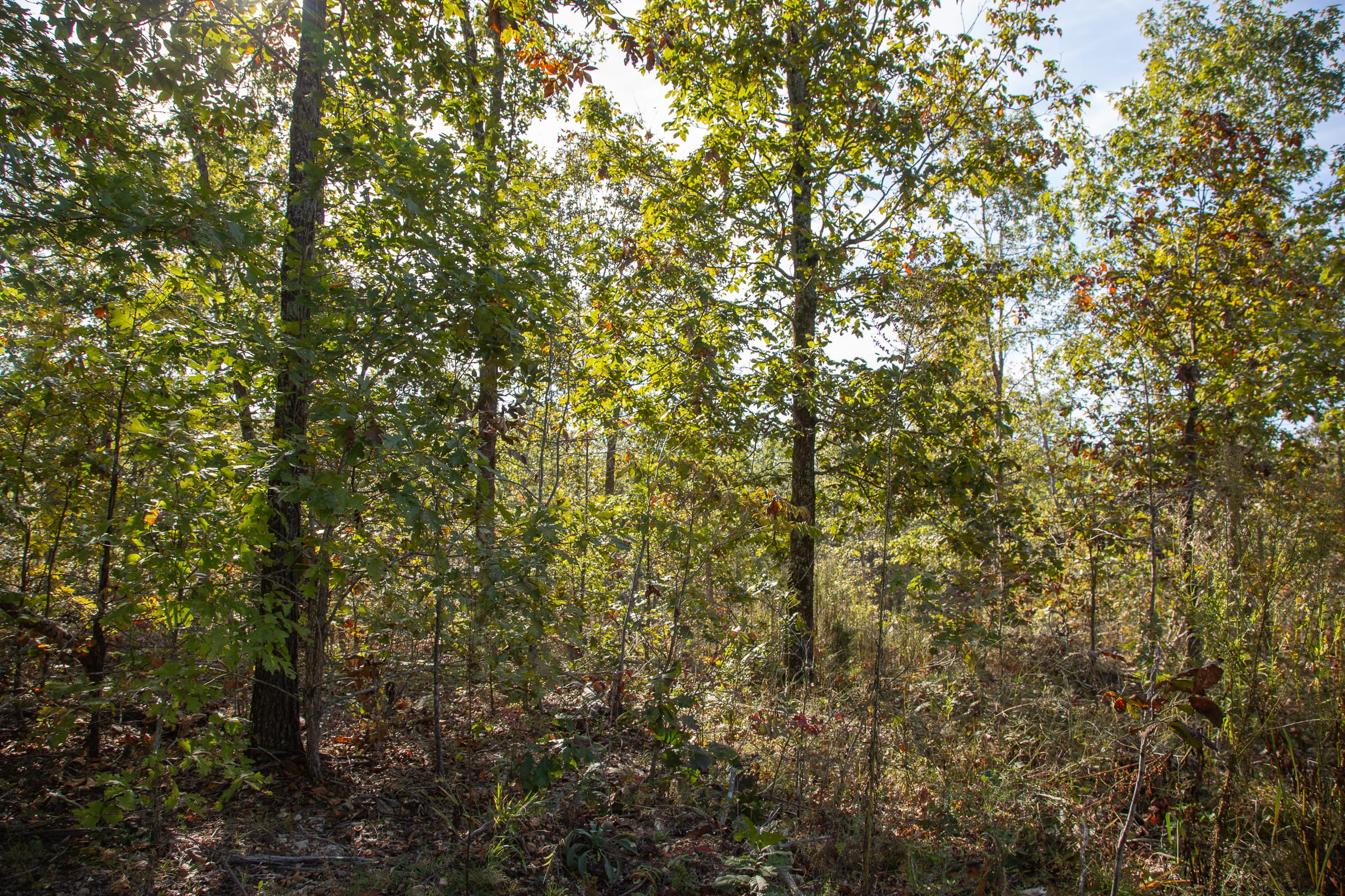 Borgmann’s Hollow Phase IV Tract 125 photo 2