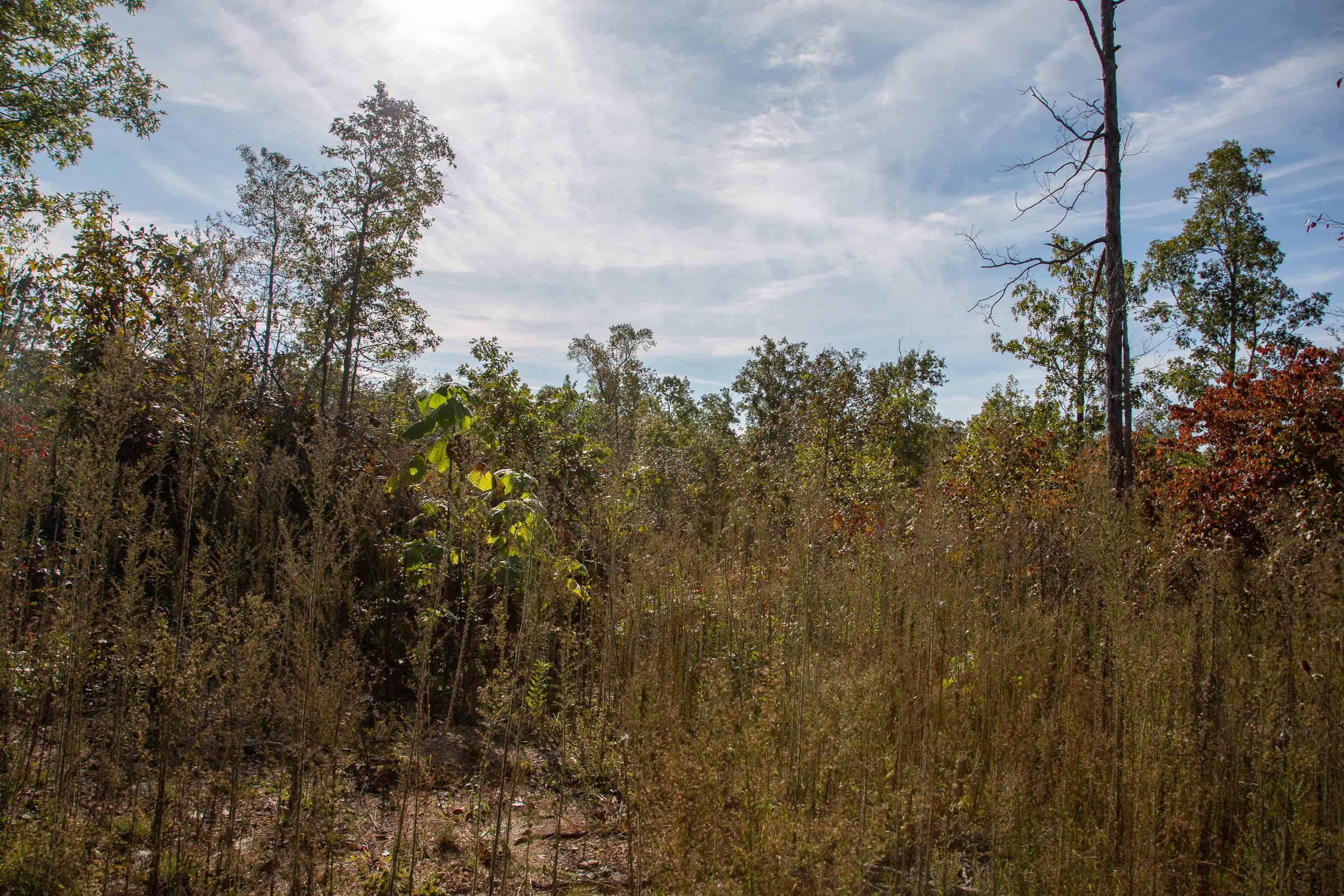 Borgmann’s Hollow Phase IV Tract 125 photo 8
