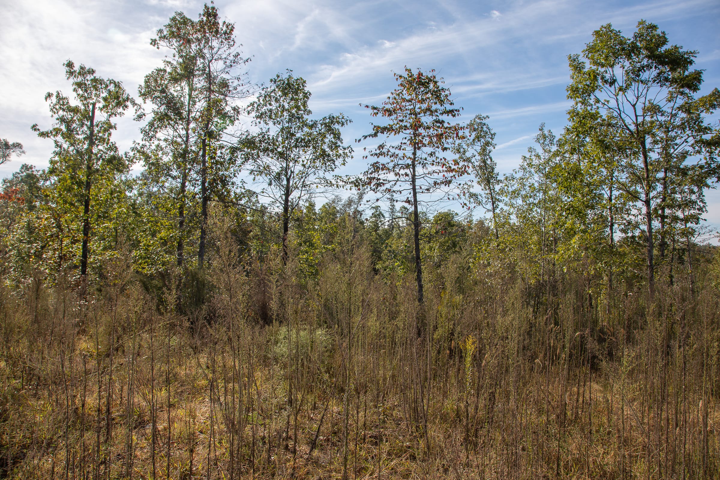 Borgmann’s Hollow Phase IV Tract 125 photo 9