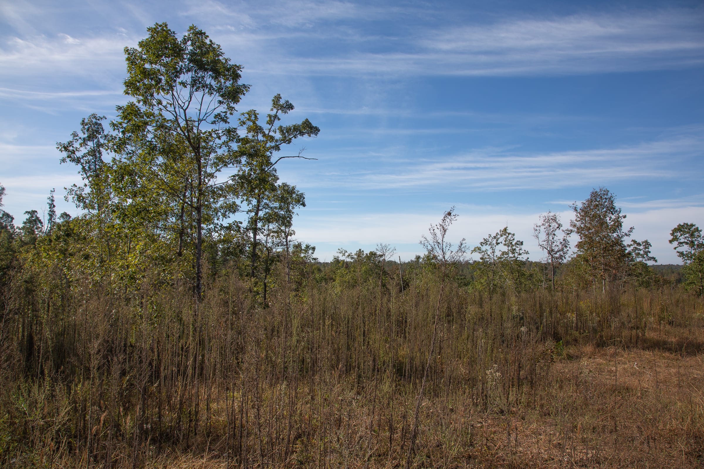 Borgmann’s Hollow Phase IV Tract 125 photo 1