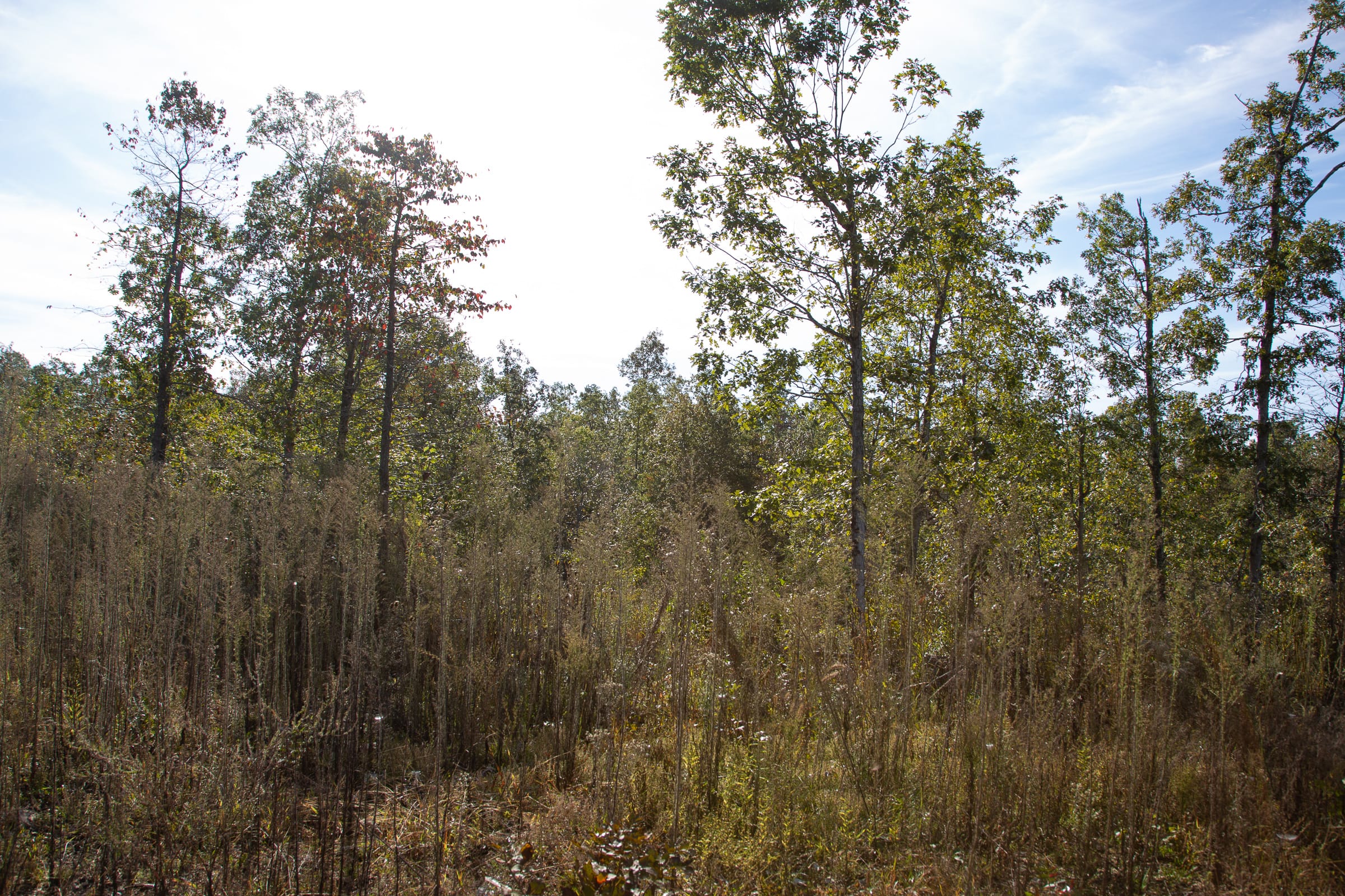 Borgmann’s Hollow Phase IV Tract 125 photo 10