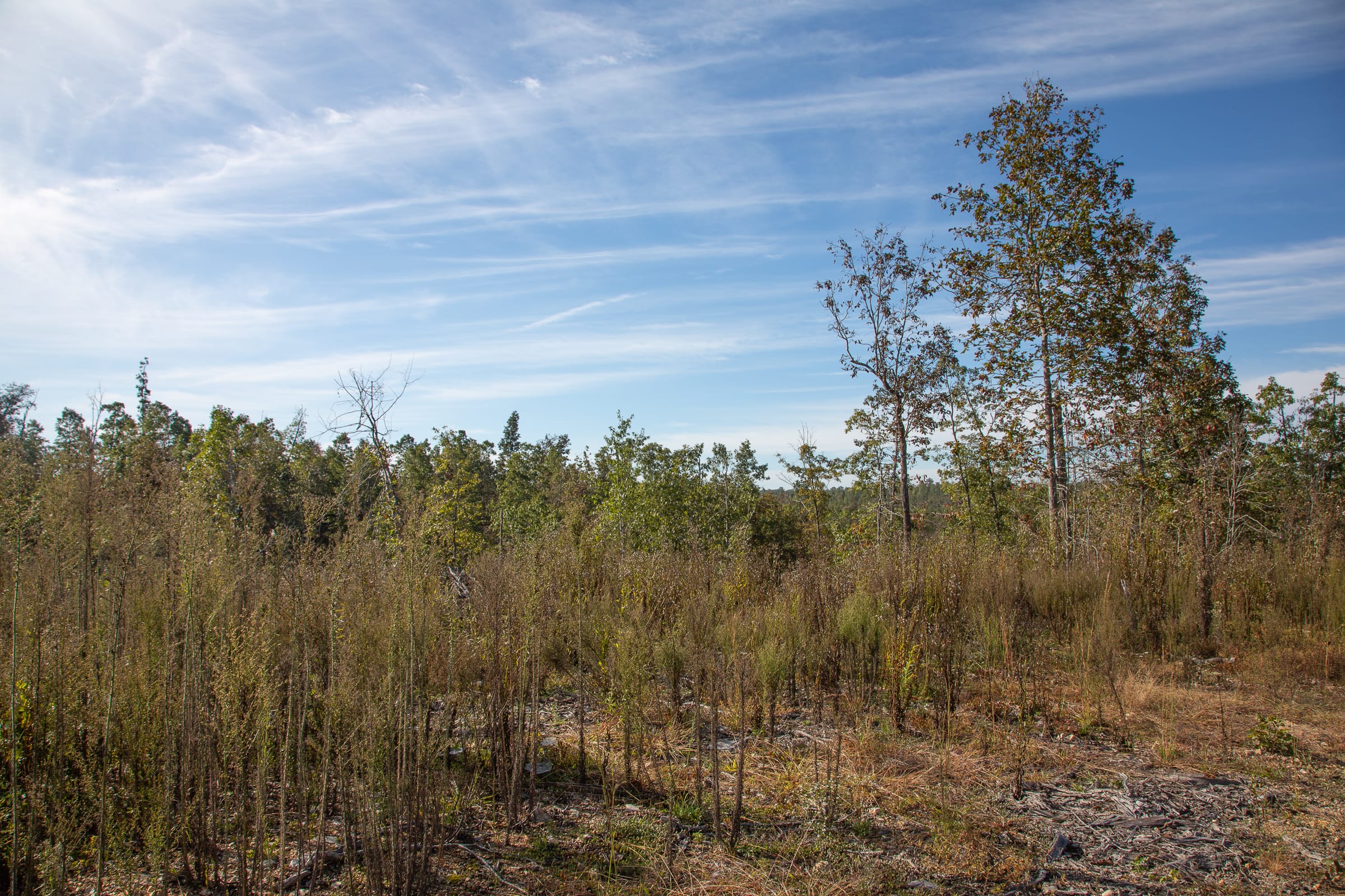 Borgmann’s Hollow Phase IV Tract 125 photo 11