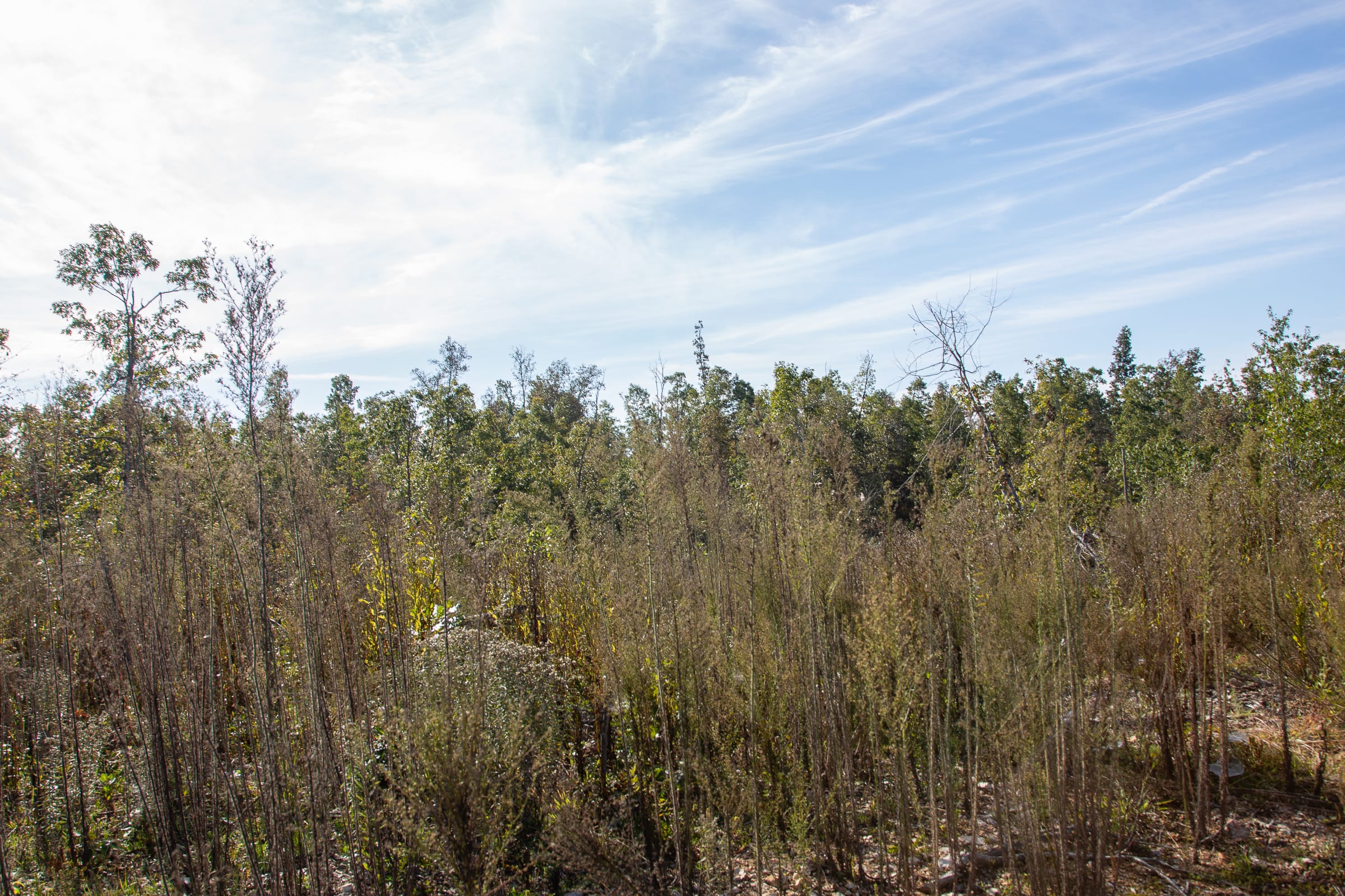 Borgmann’s Hollow Phase IV Tract 125 photo 12