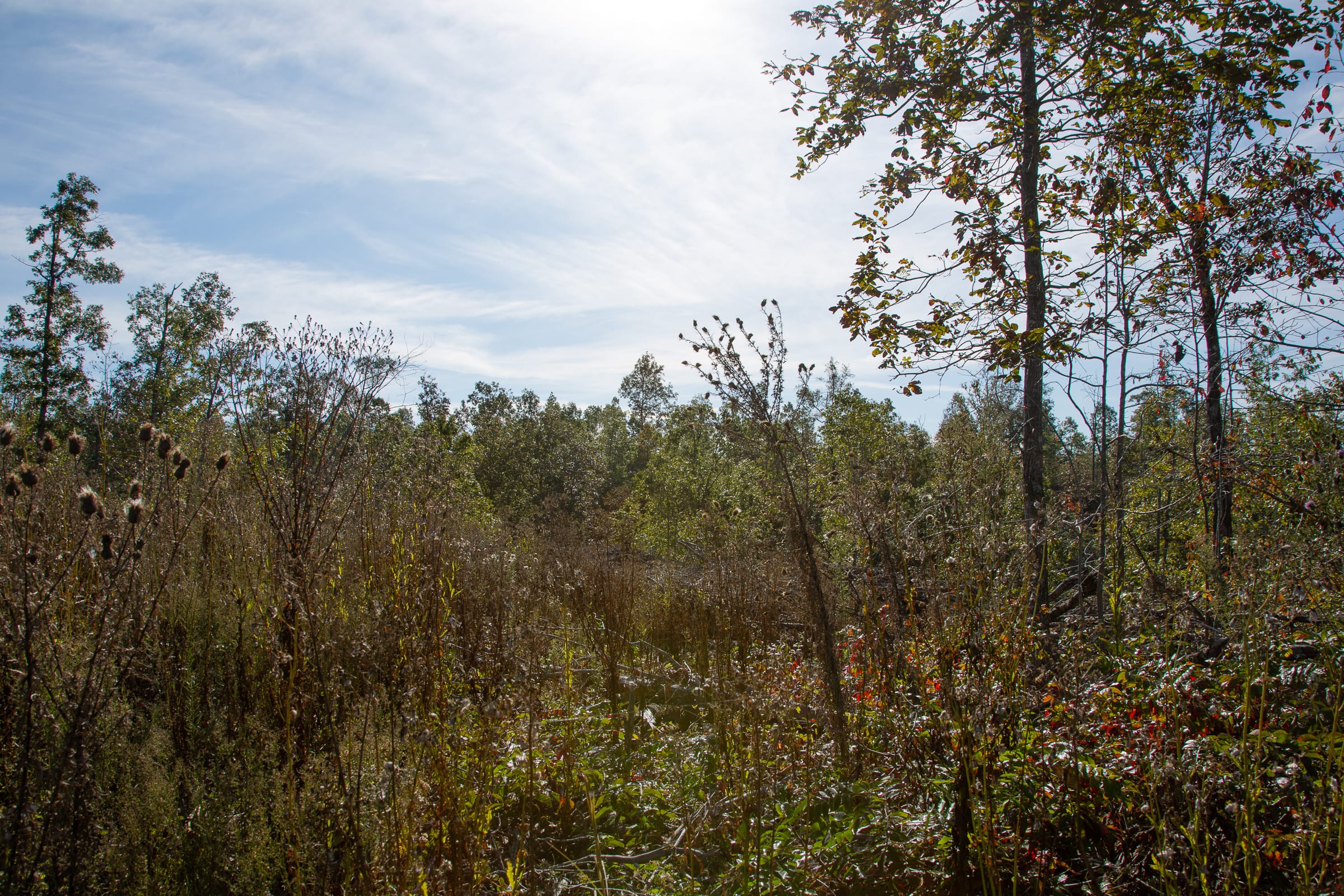 Borgmann’s Hollow Phase IV Tract 125 photo 15