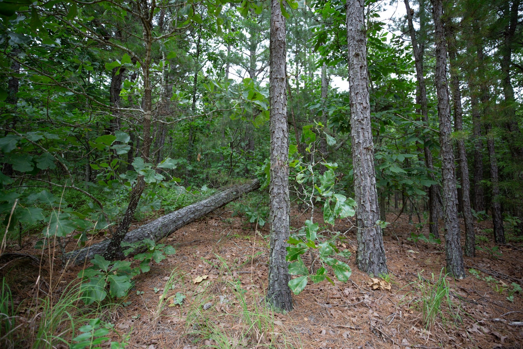 Eagle’s Nest Tract 72 photo 2