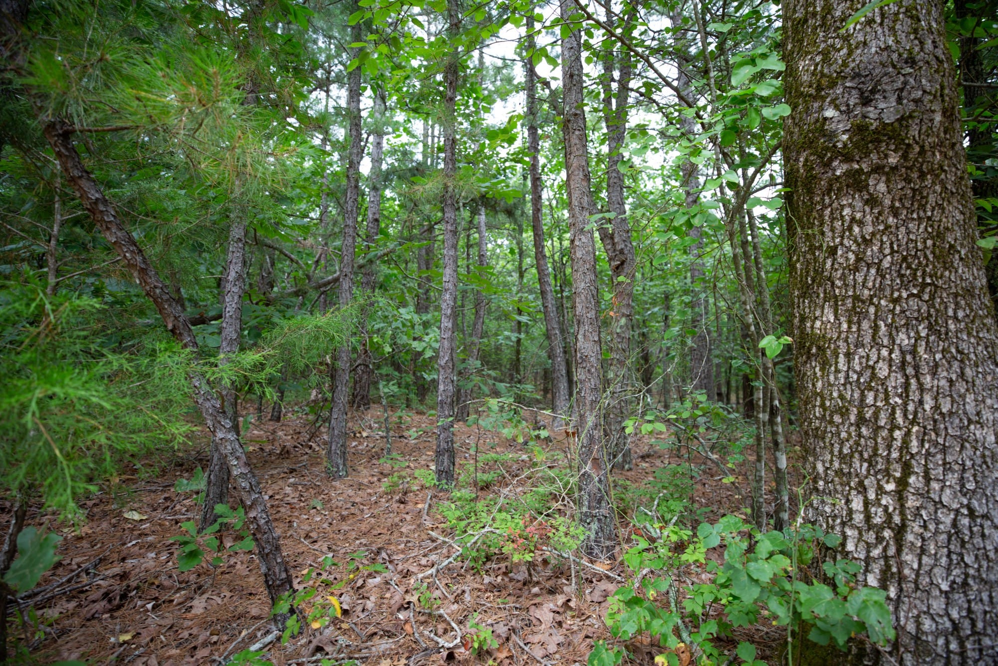 Eagle’s Nest Tract 72 photo 3