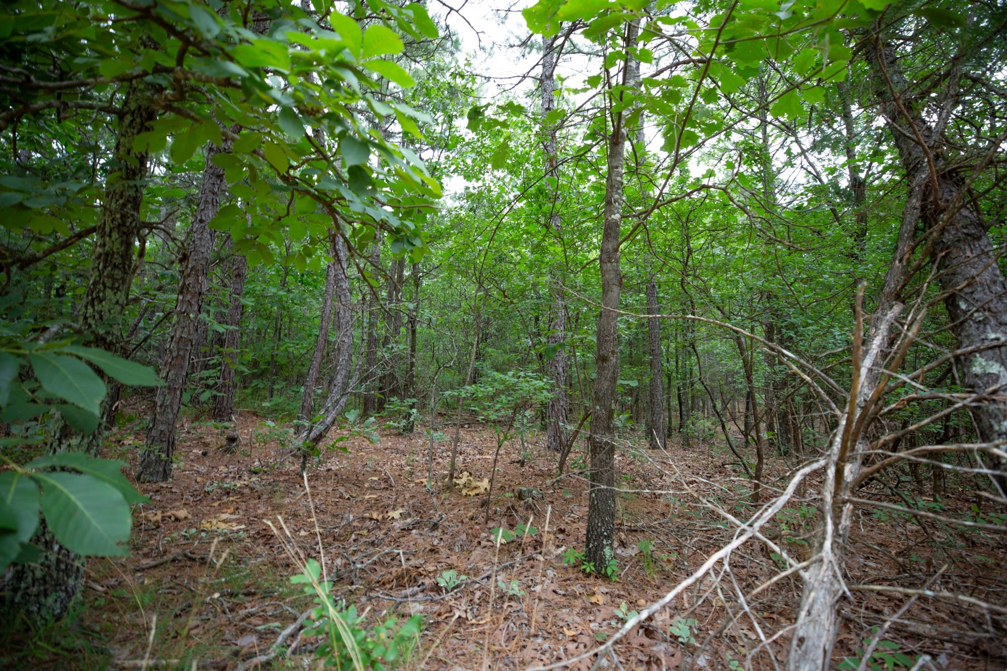 Eagle’s Nest Tract 72 photo 4