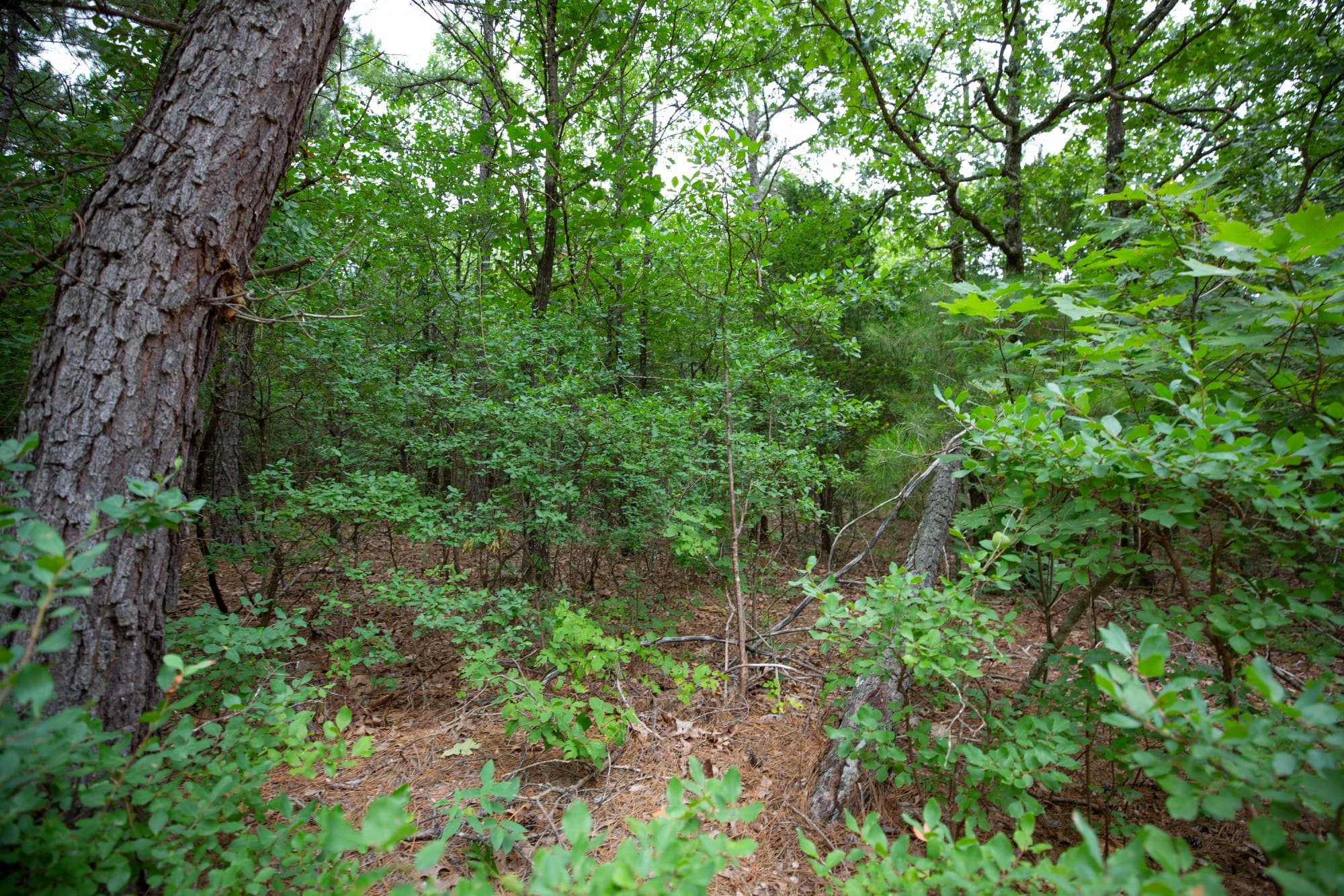 Eagle’s Nest Tract 72 photo 6