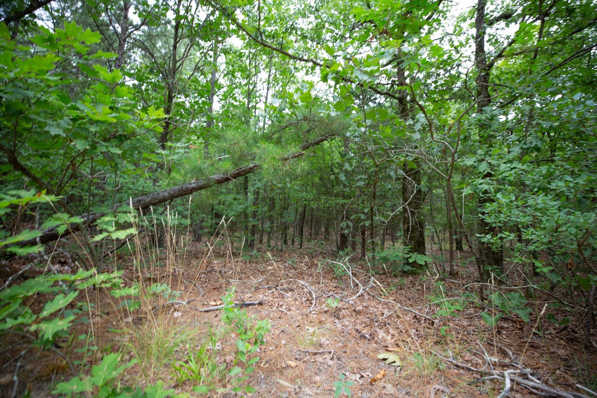 Eagle’s Nest Tract 72 photo 7