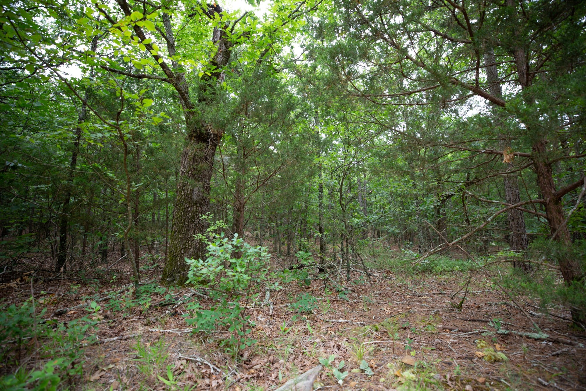 Eagle’s Nest Tract 72 photo 8