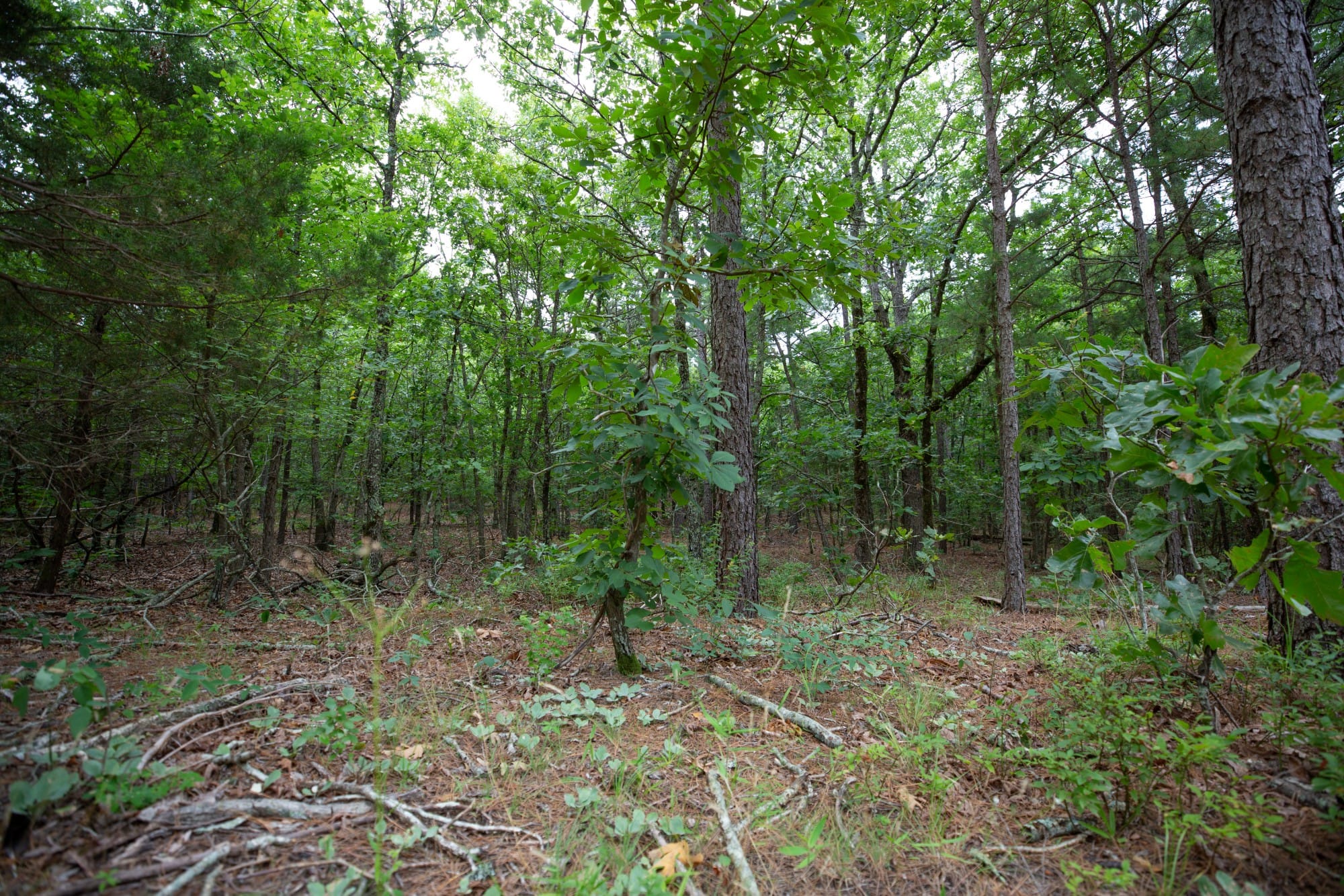 Eagle’s Nest Tract 72 photo 9