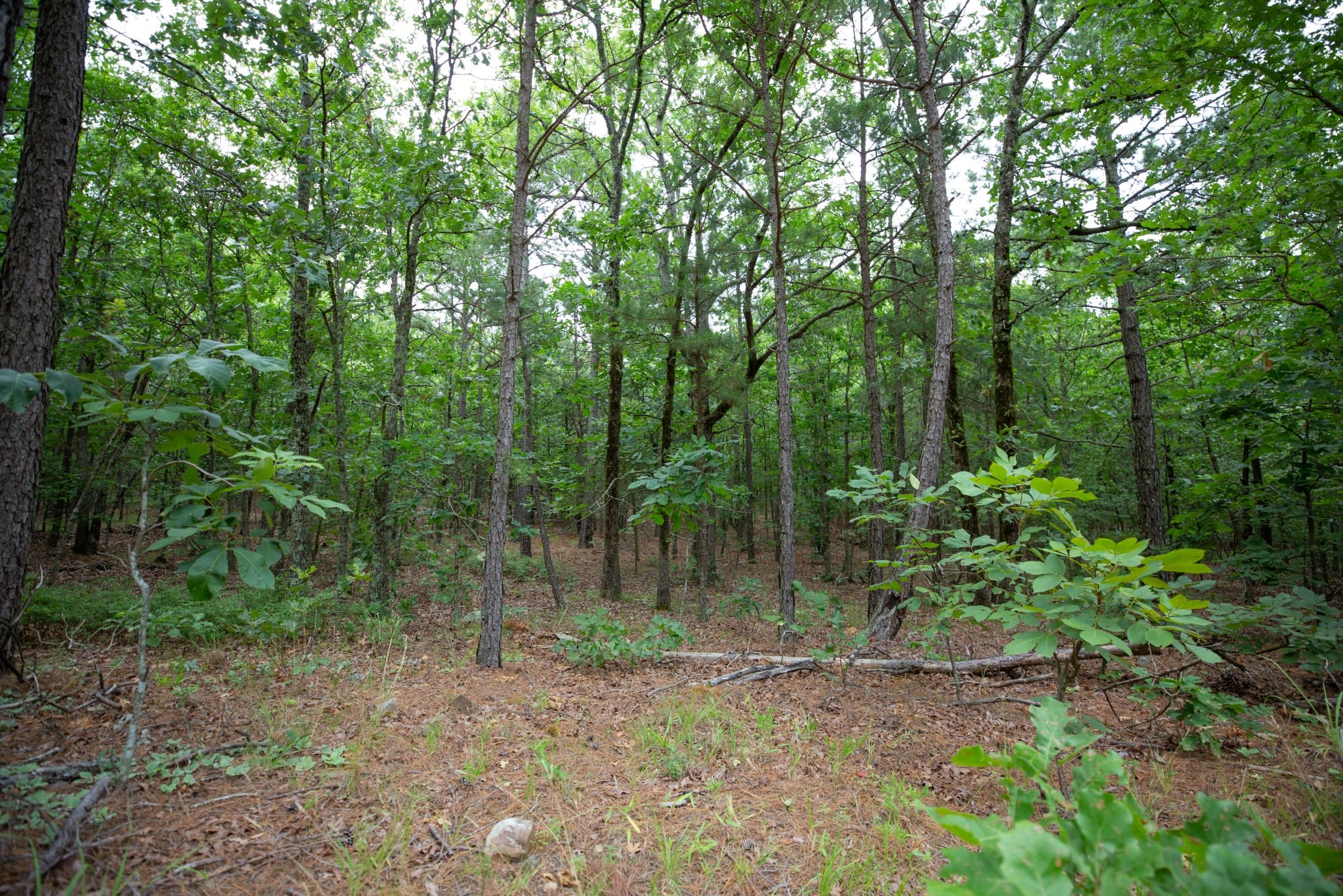 Eagle’s Nest Tract 72 photo 11