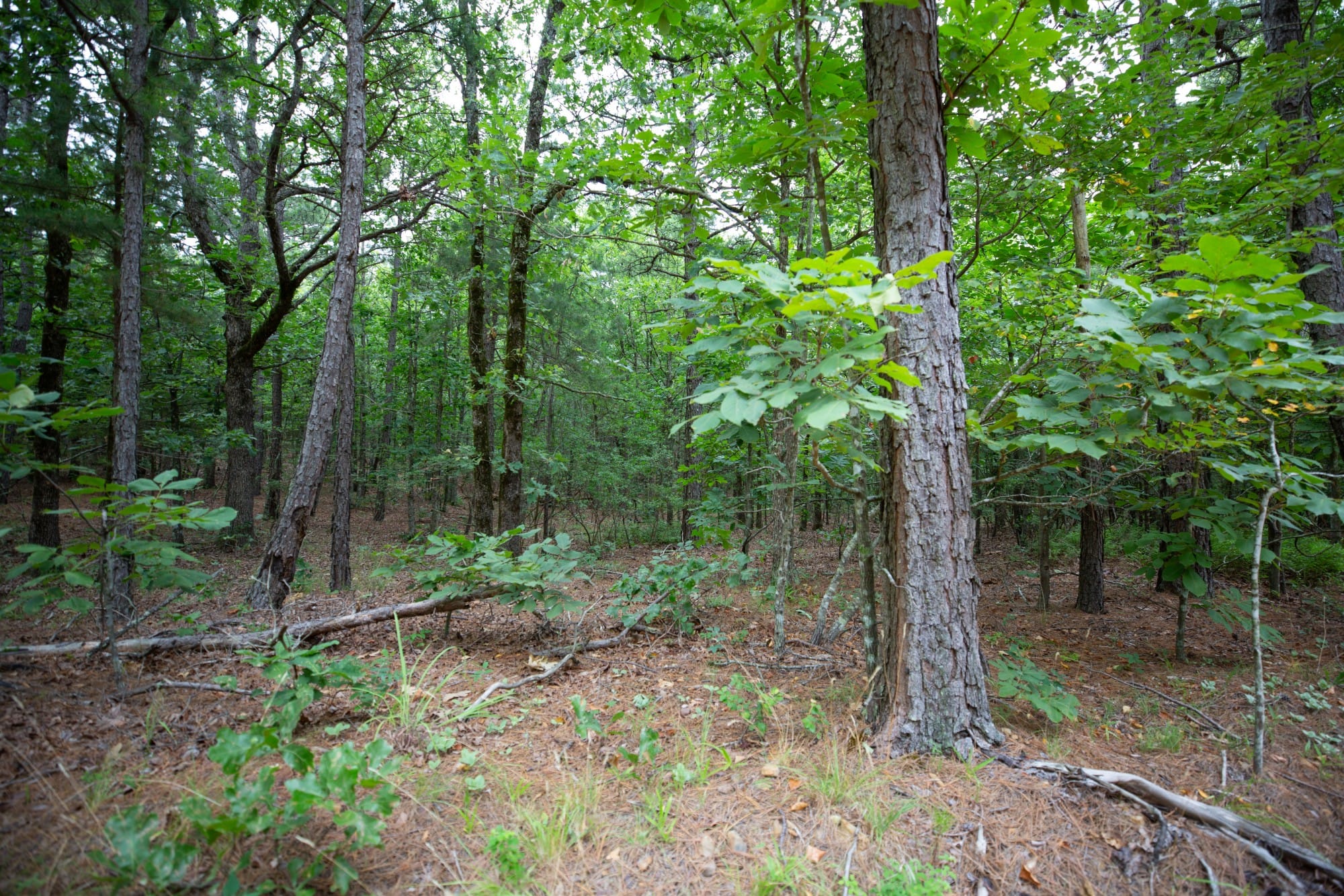 Eagle’s Nest Tract 72 photo 12