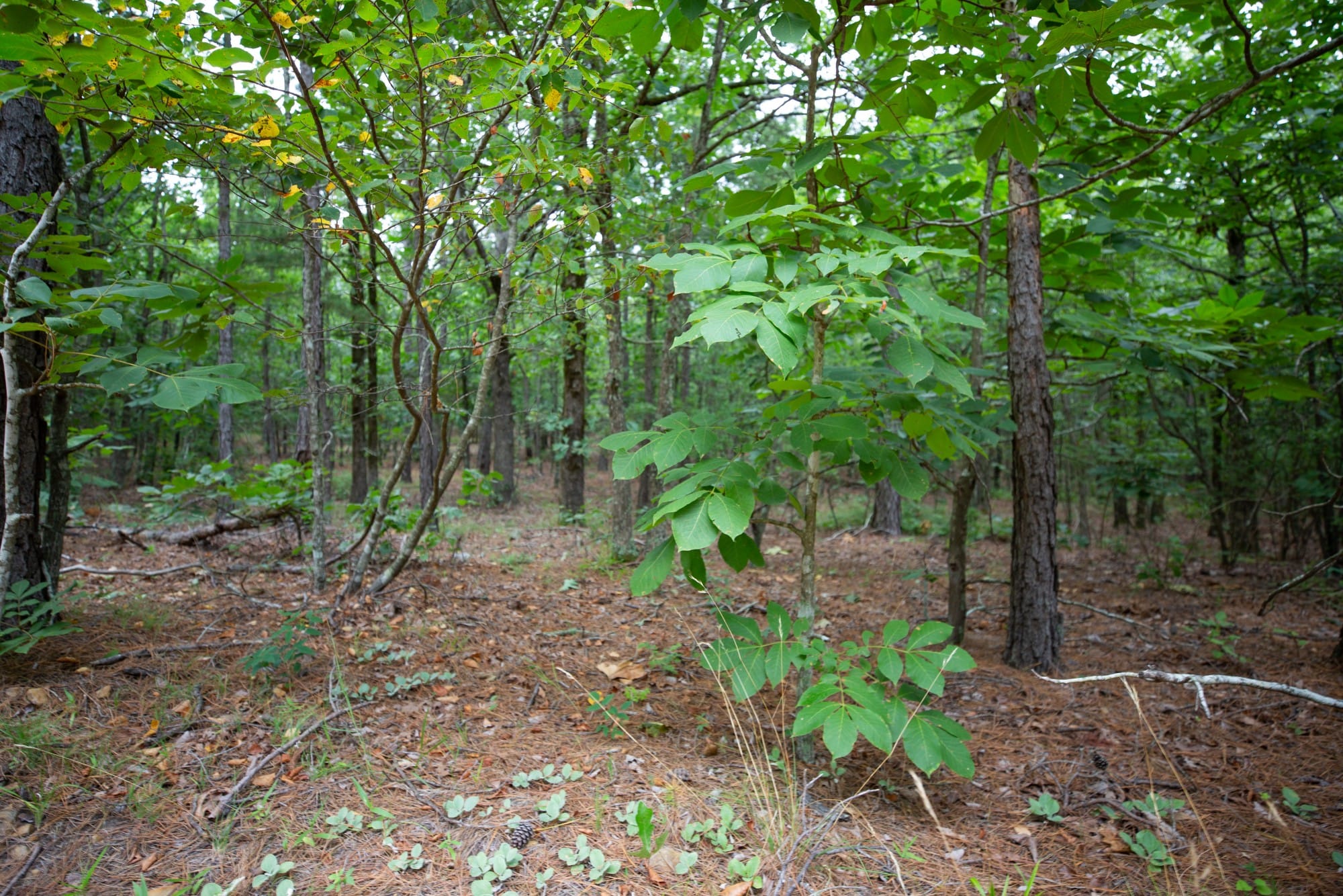 Eagle’s Nest Tract 72 photo 13