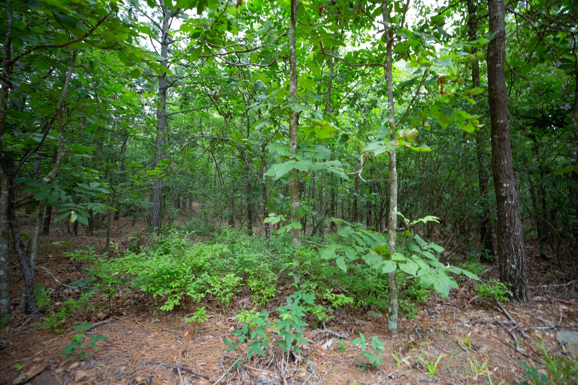 Eagle’s Nest Tract 72 photo 14