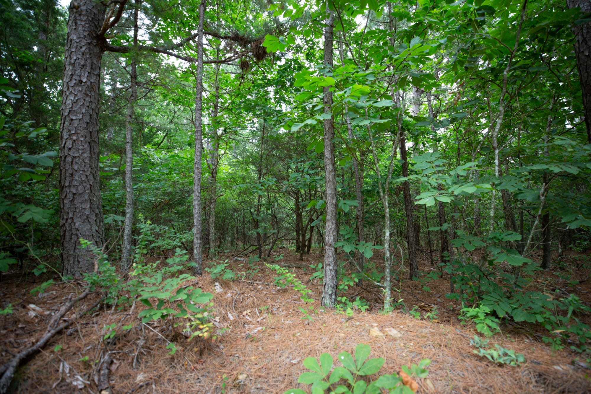Eagle’s Nest Tract 72 photo 15