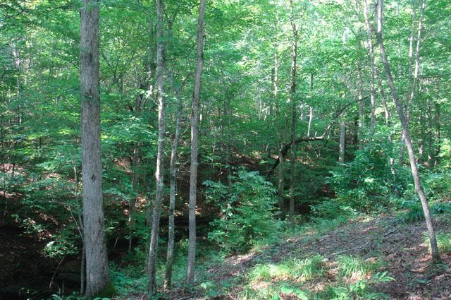 Sugartree Falls Tract 8 photo 2