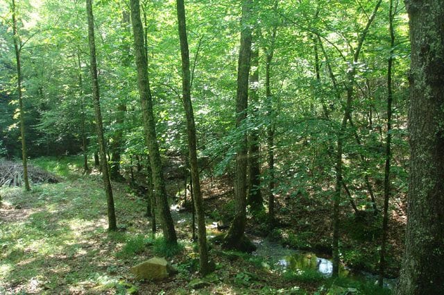 Sugartree Falls Tract 8 photo 3