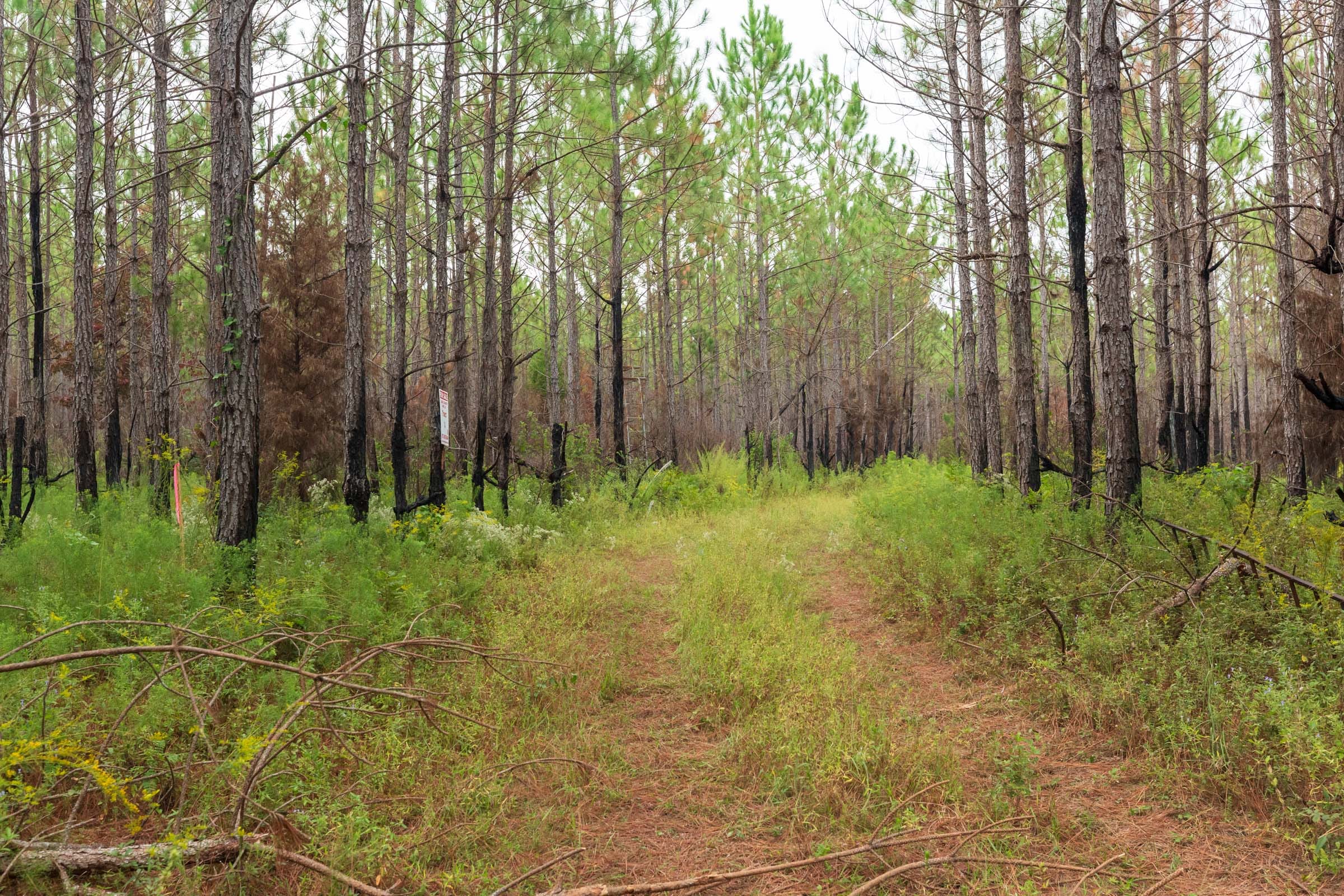 Jackson’s Gap Tract 13 photo 1