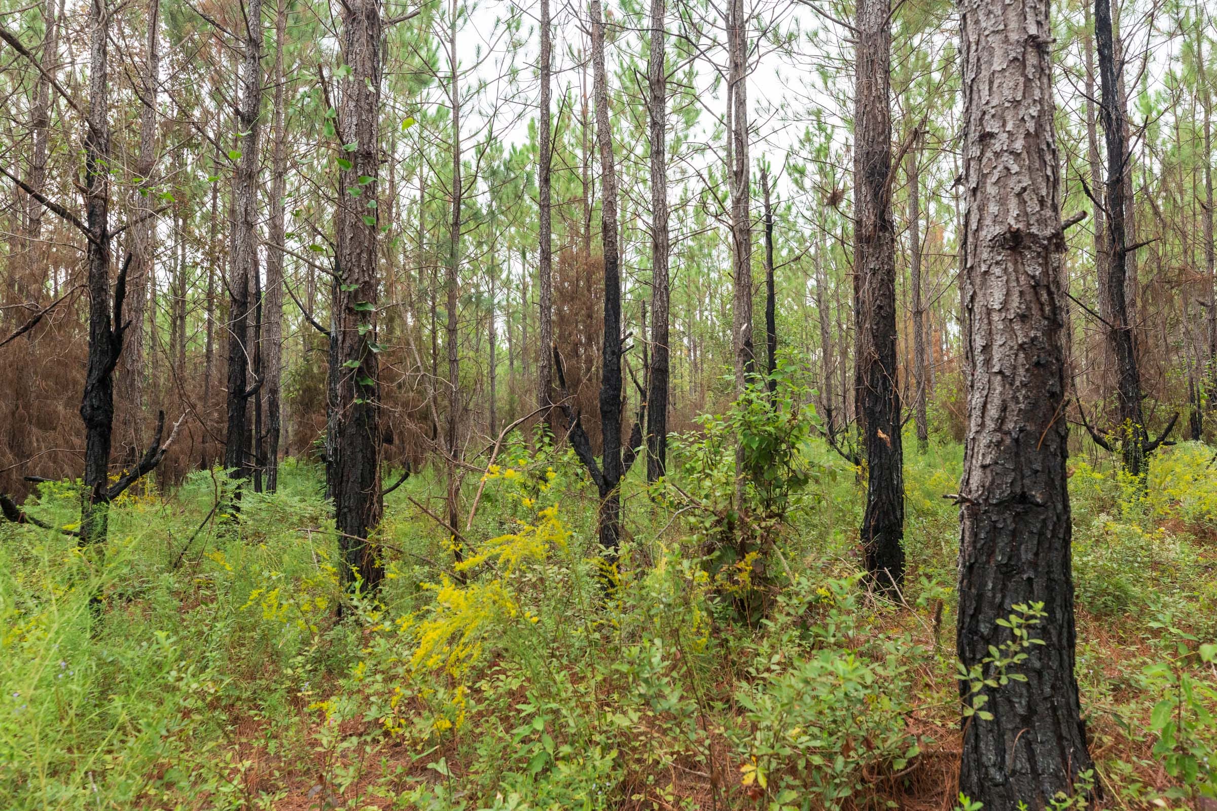 Jackson’s Gap Tract 13 photo 2