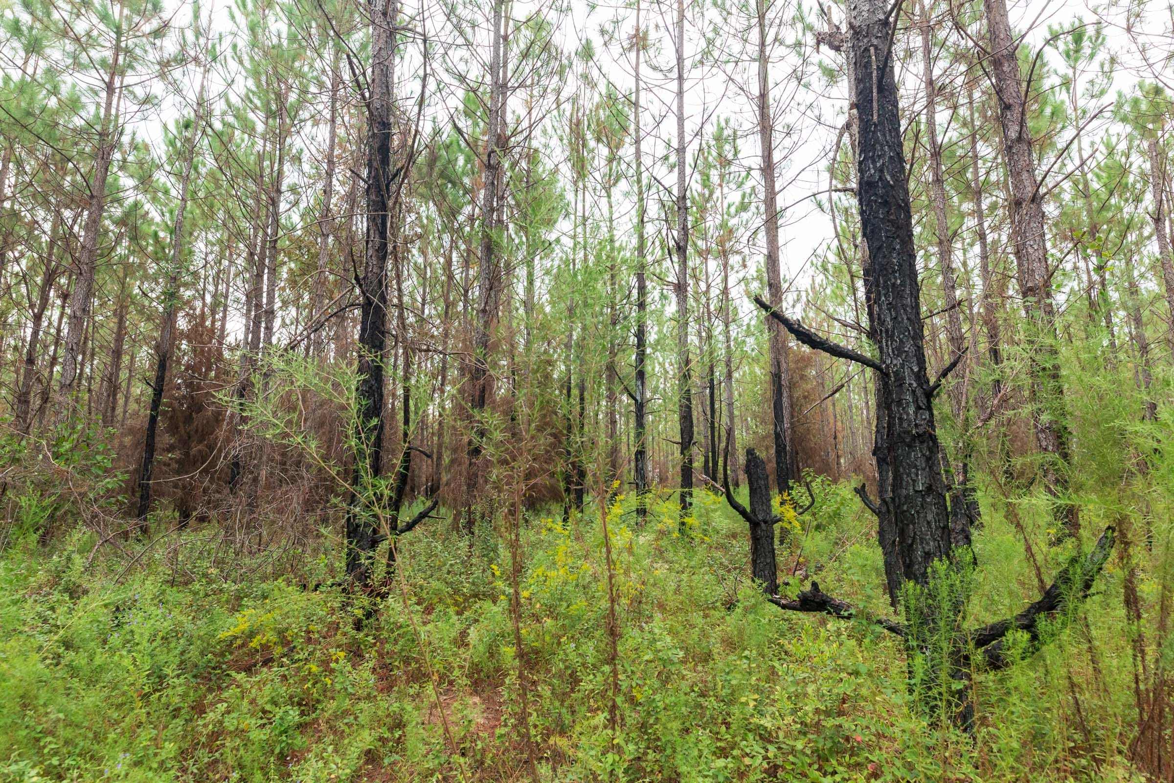 Jackson’s Gap Tract 13 photo 3