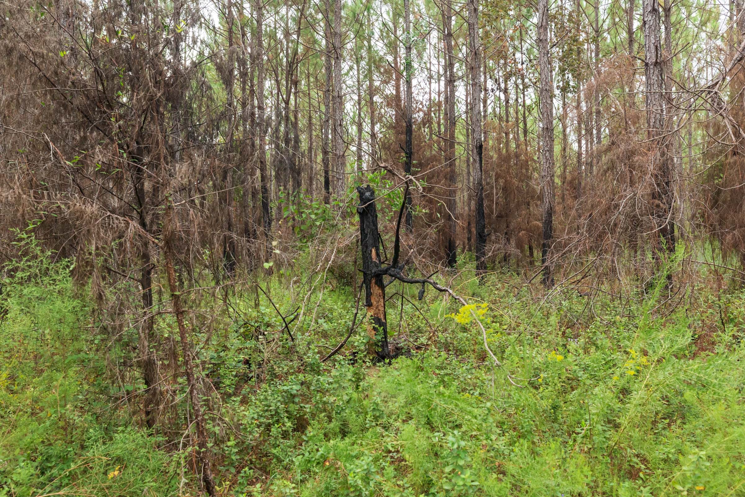 Jackson’s Gap Tract 13 photo 4