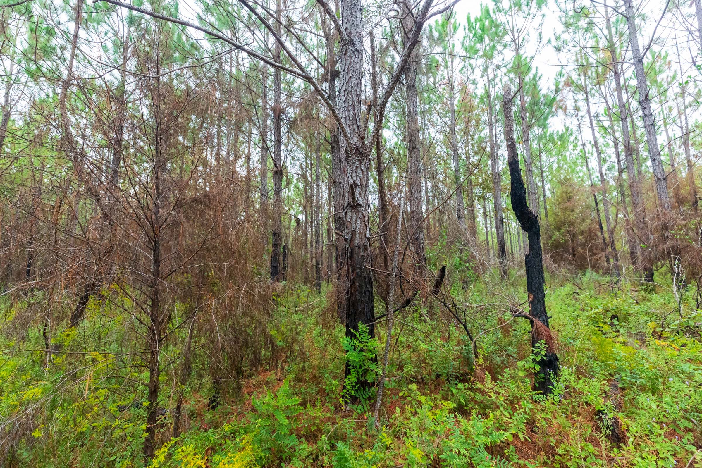 Jackson’s Gap Tract 13 photo 5