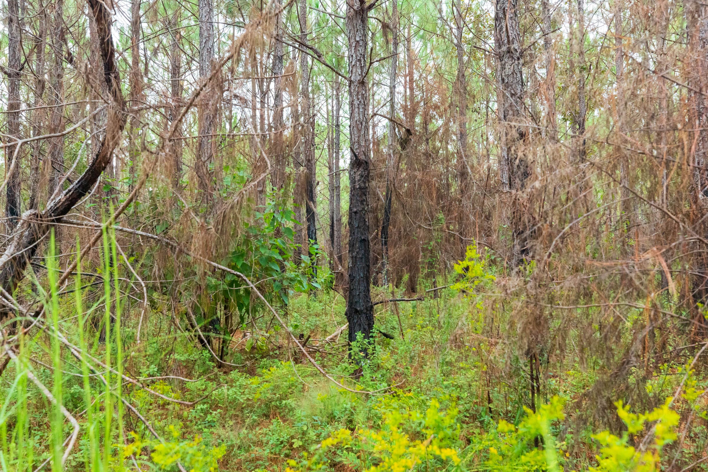 Jackson’s Gap Tract 13 photo 7