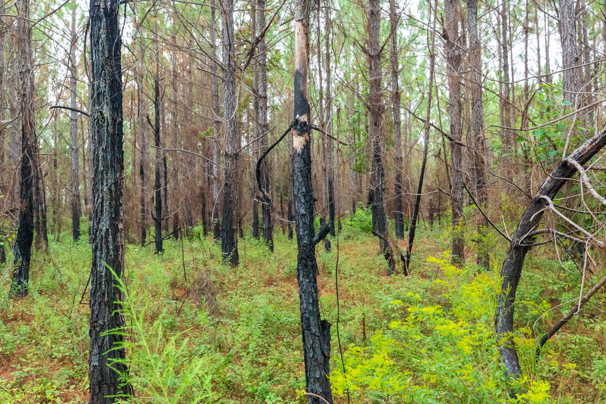 Jackson’s Gap Tract 13 photo 9