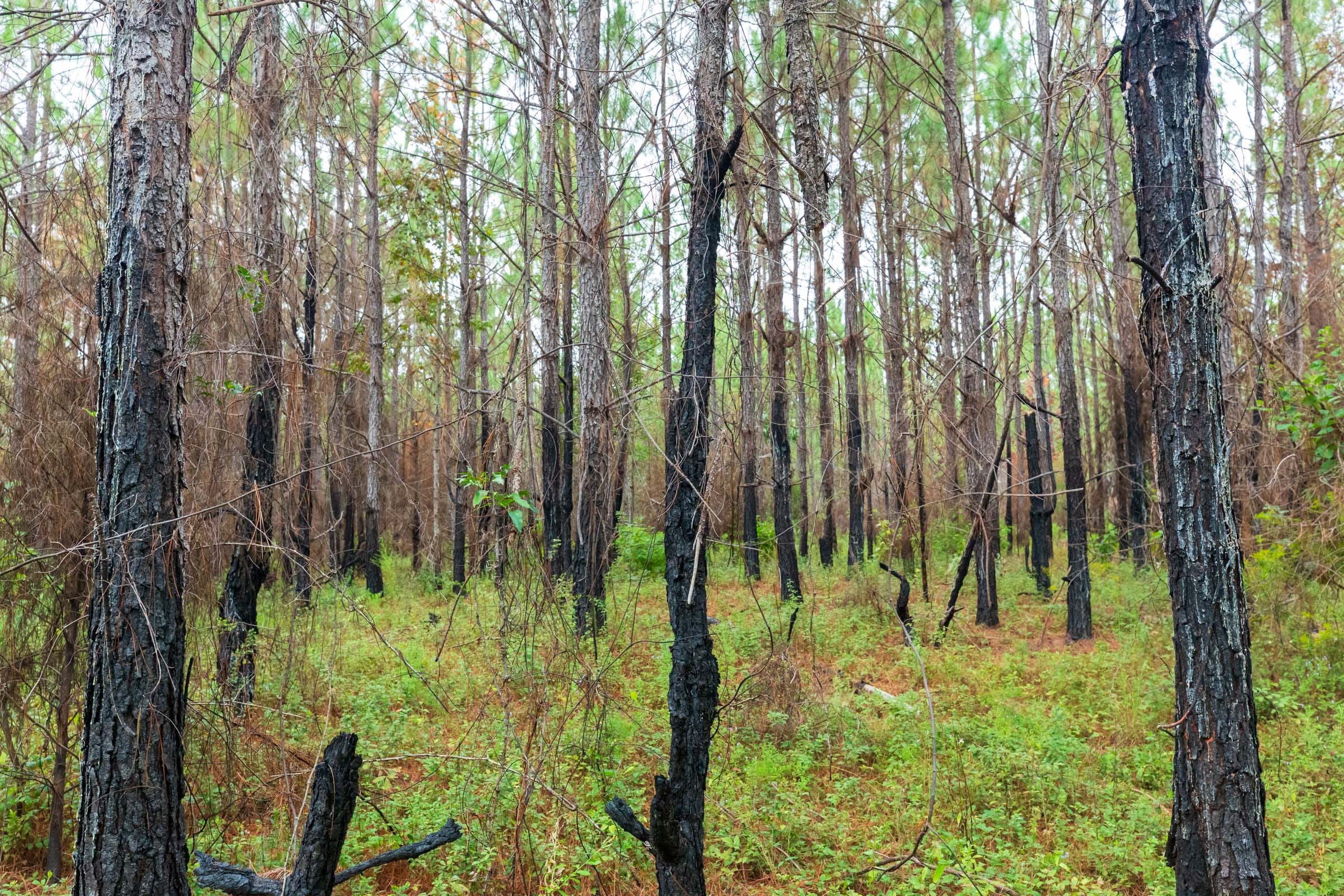 Jackson’s Gap Tract 13 photo 10