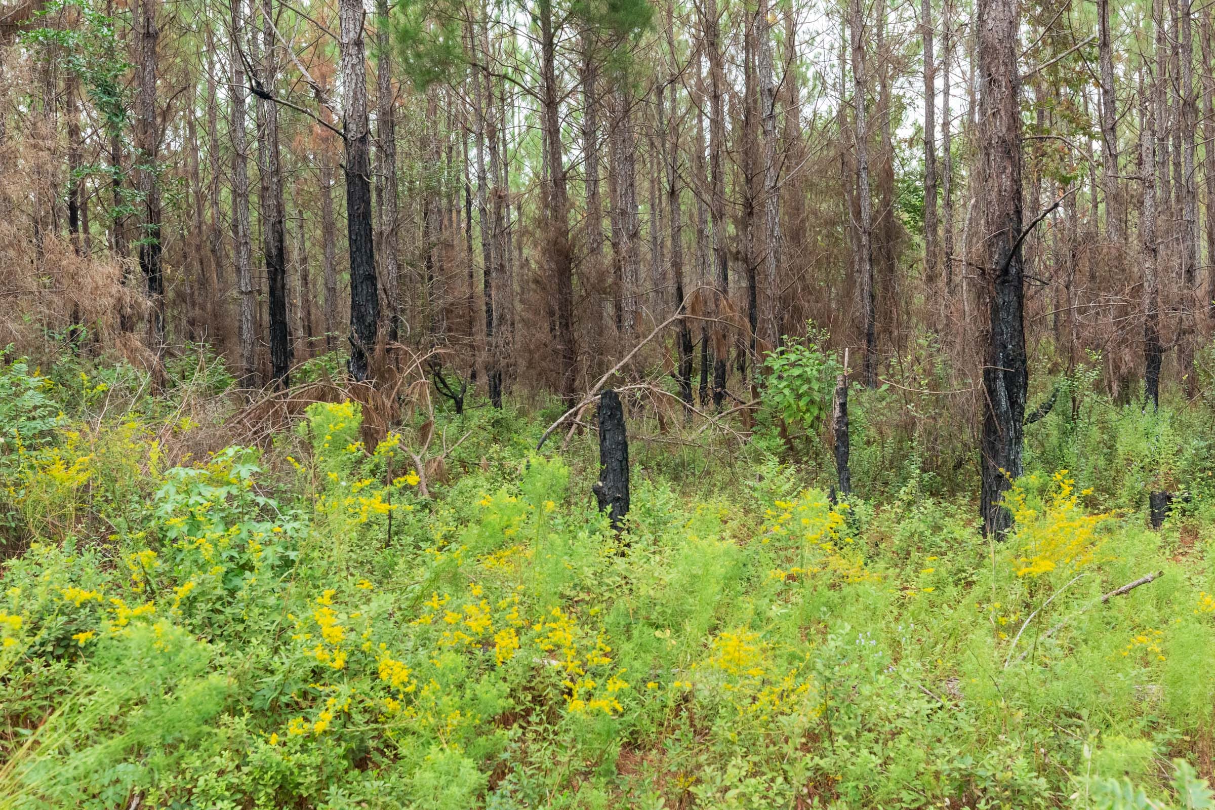 Jackson’s Gap Tract 13 photo 11