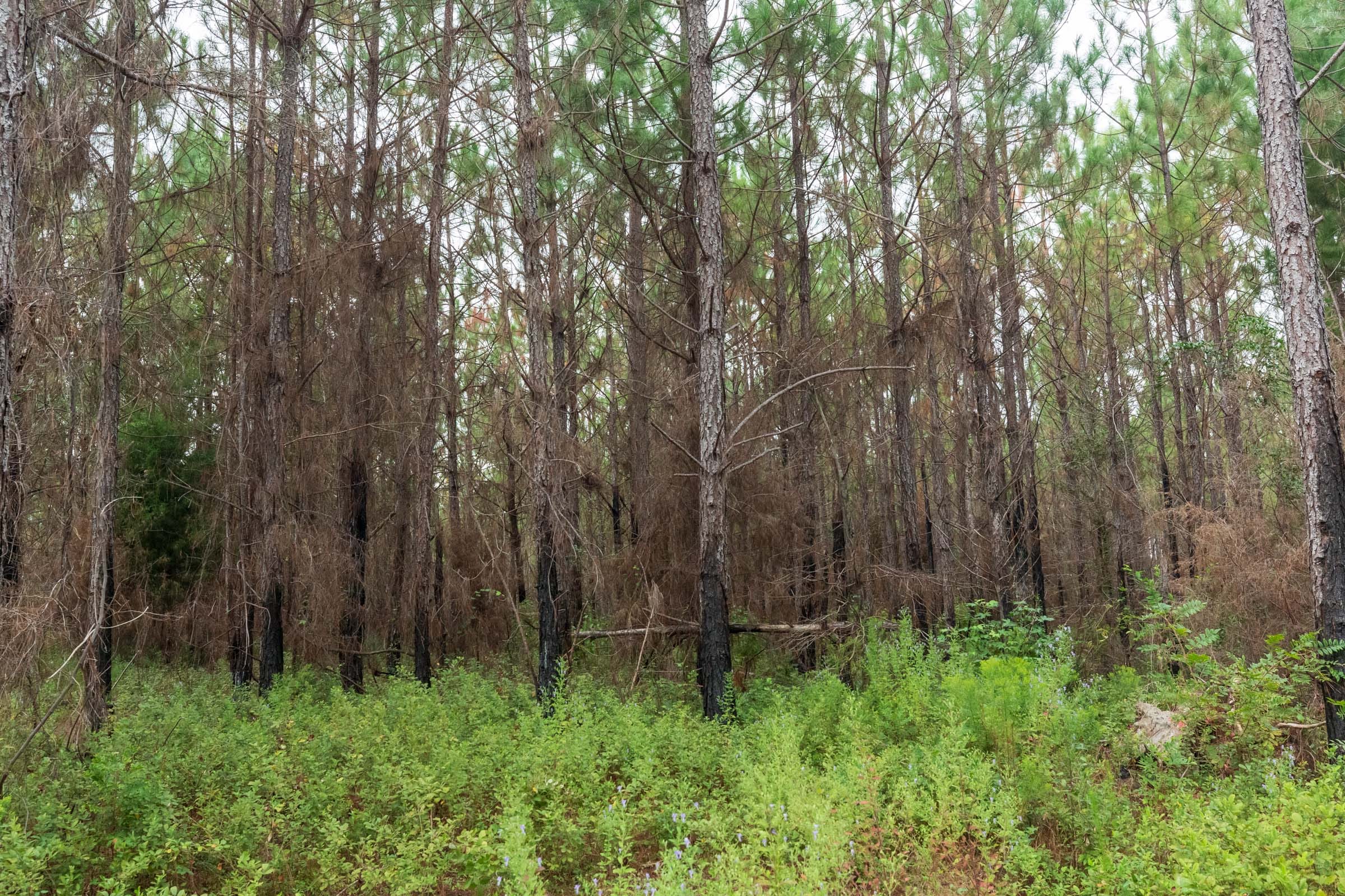 Jackson’s Gap Tract 13 photo 8