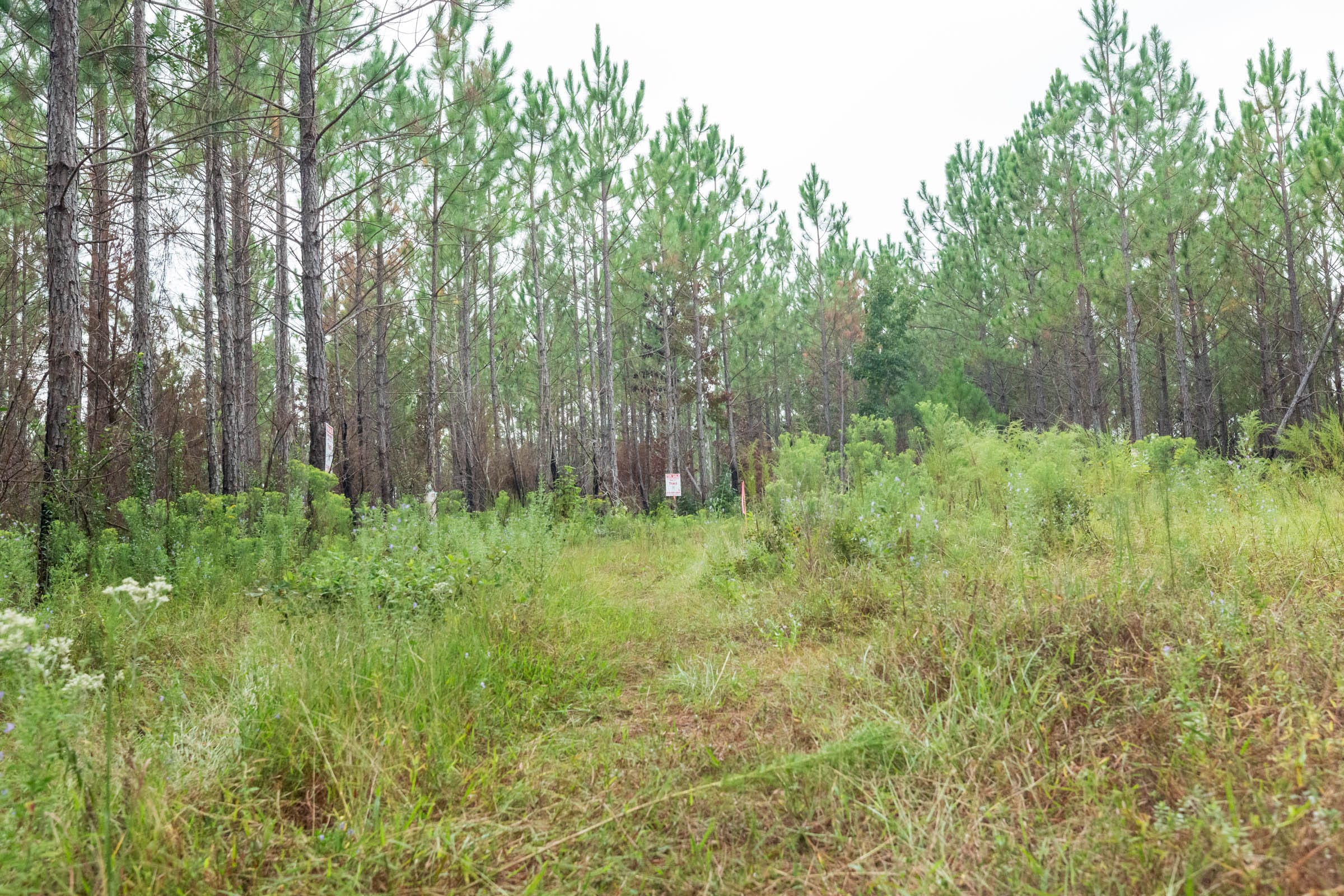 Jackson’s Gap Tract 13 photo 6