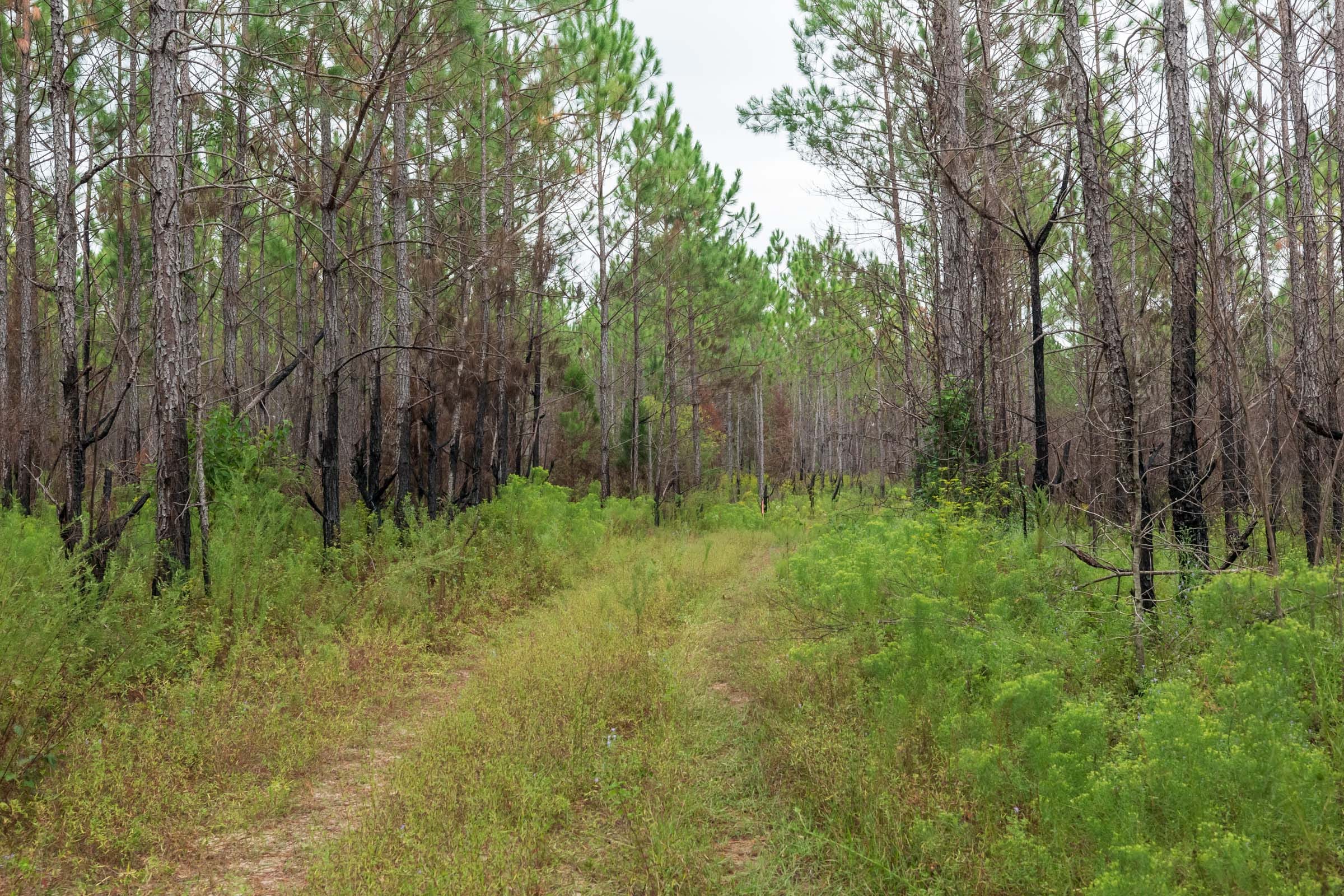 Jackson’s Gap Tract 13 photo 12