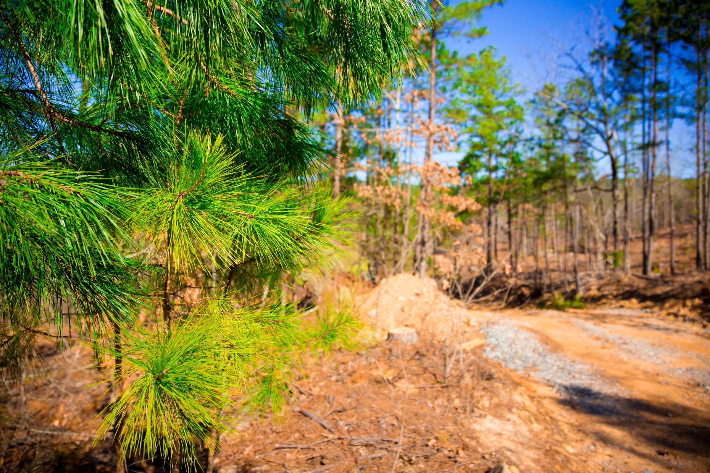 Stone Creek Phase II Tract 199 photo 10