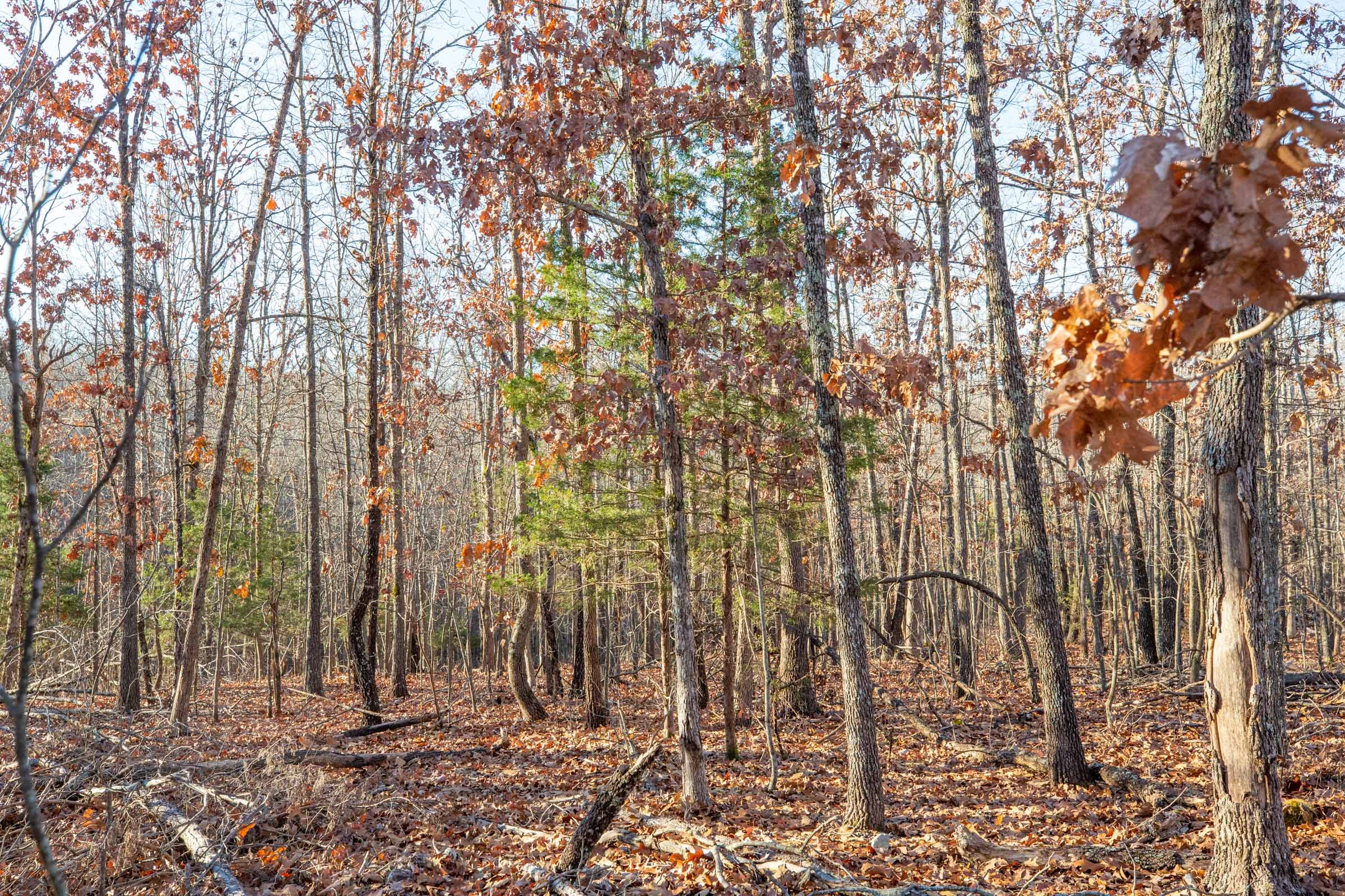 Dutchman Hollow Tract 8 photo 2