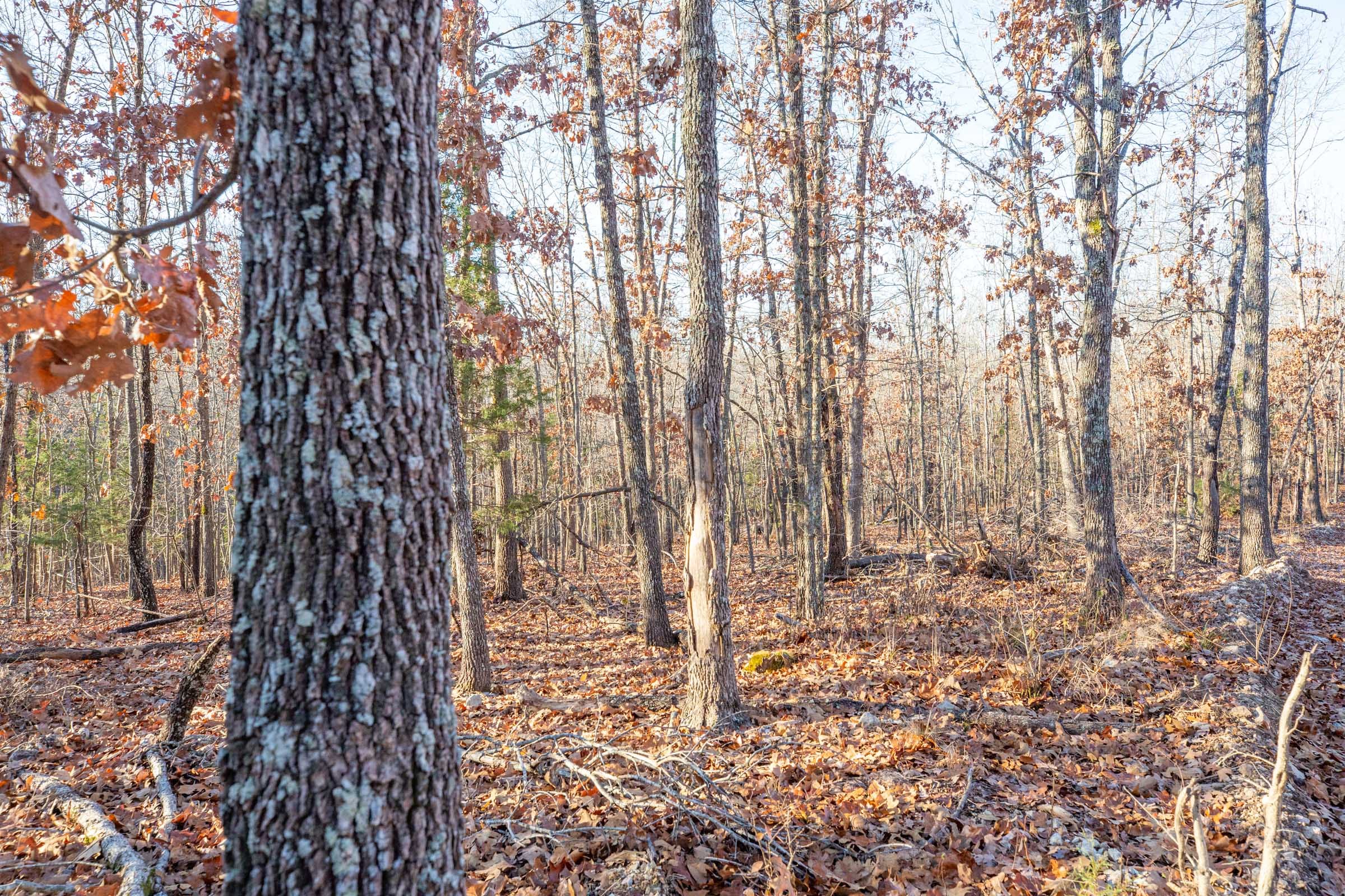 Dutchman Hollow Tract 8 photo 3