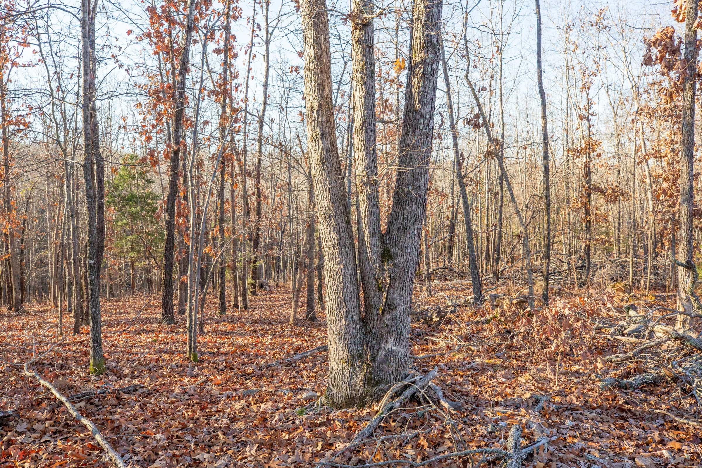 Dutchman Hollow Tract 8 photo 6