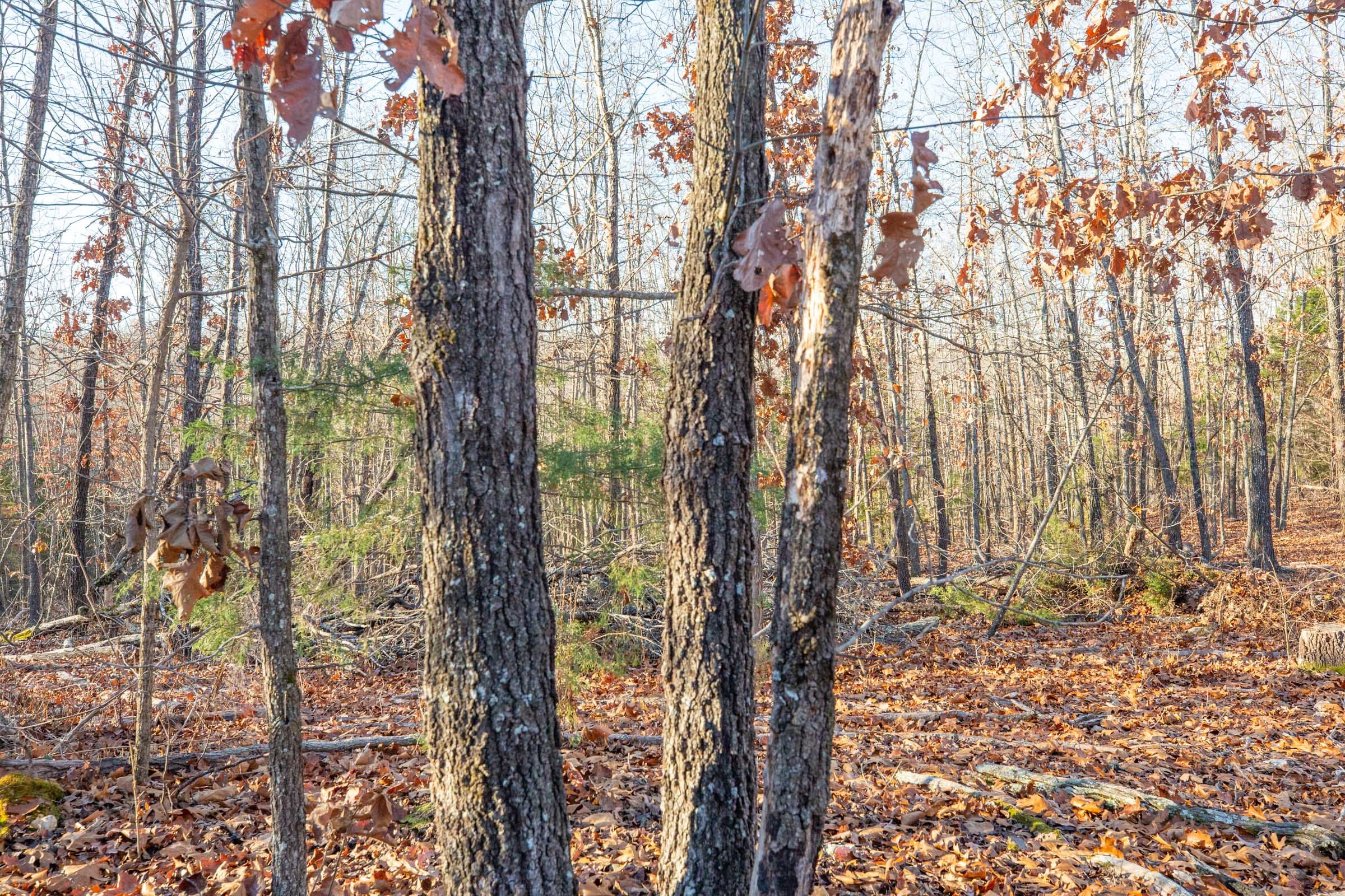 Dutchman Hollow Tract 8 photo 7