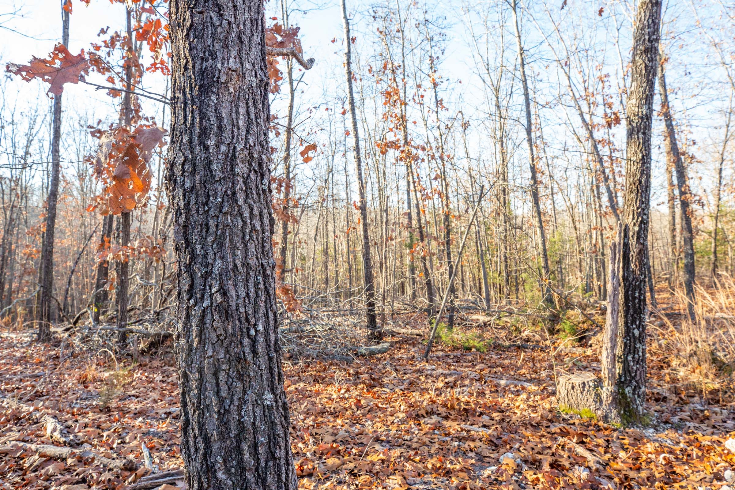 Dutchman Hollow Tract 8 photo 8