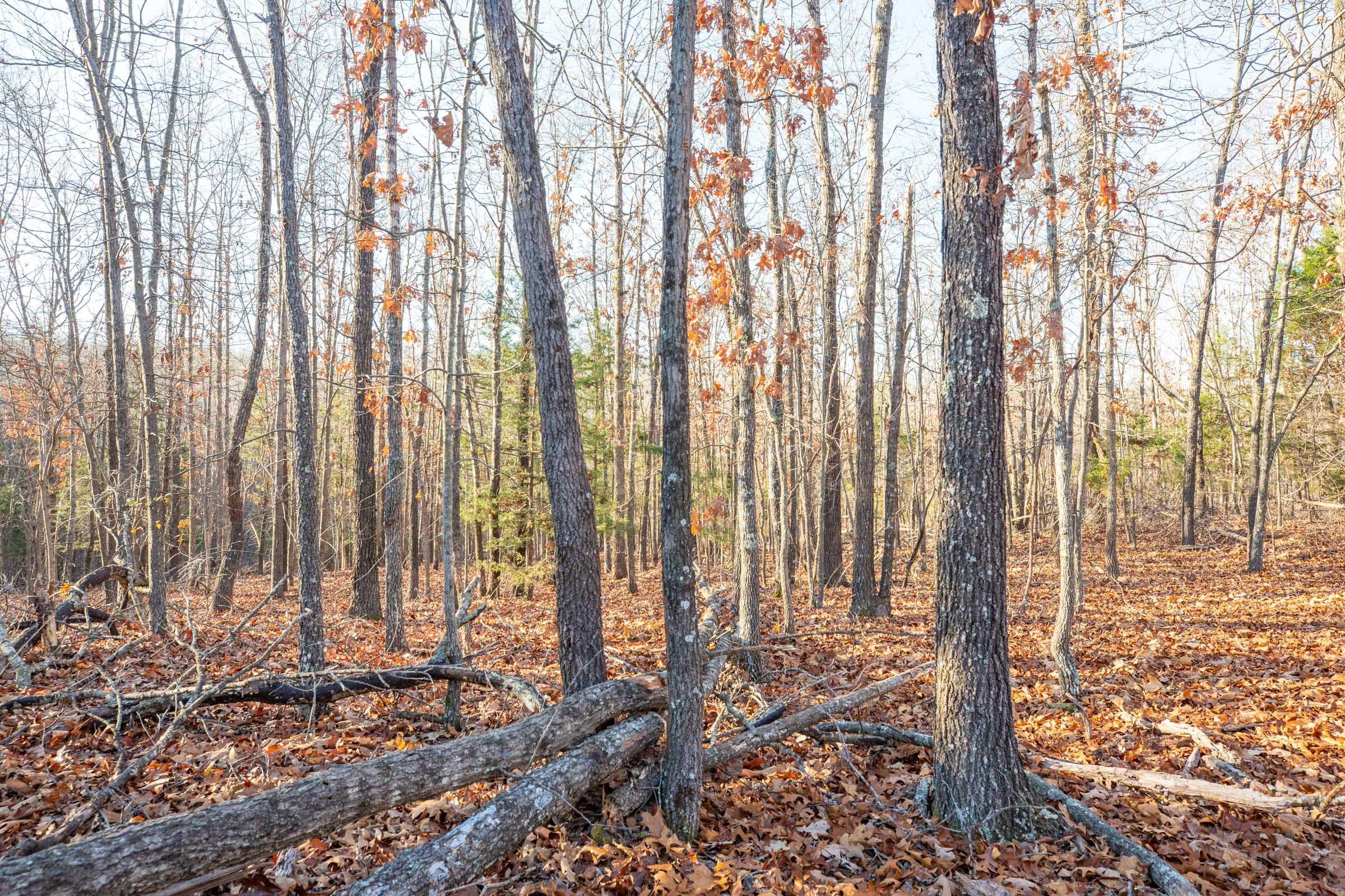 Dutchman Hollow Tract 8 photo 9